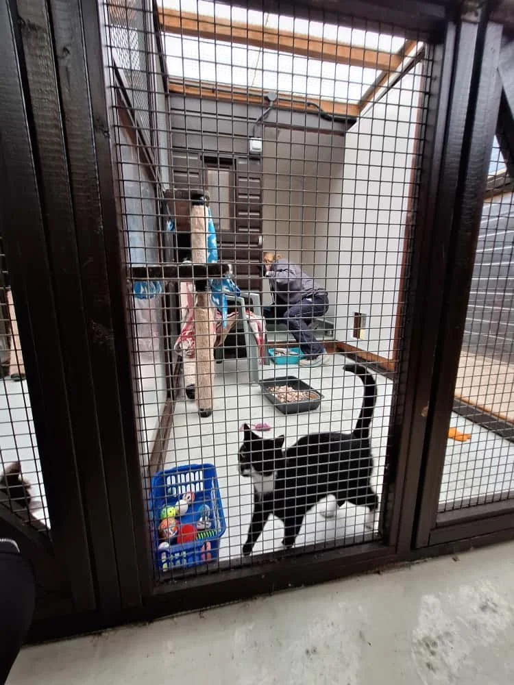 Inside a pet shelter cage with a black and white cat, a person tending to the animal, toys and food bowls inside.
