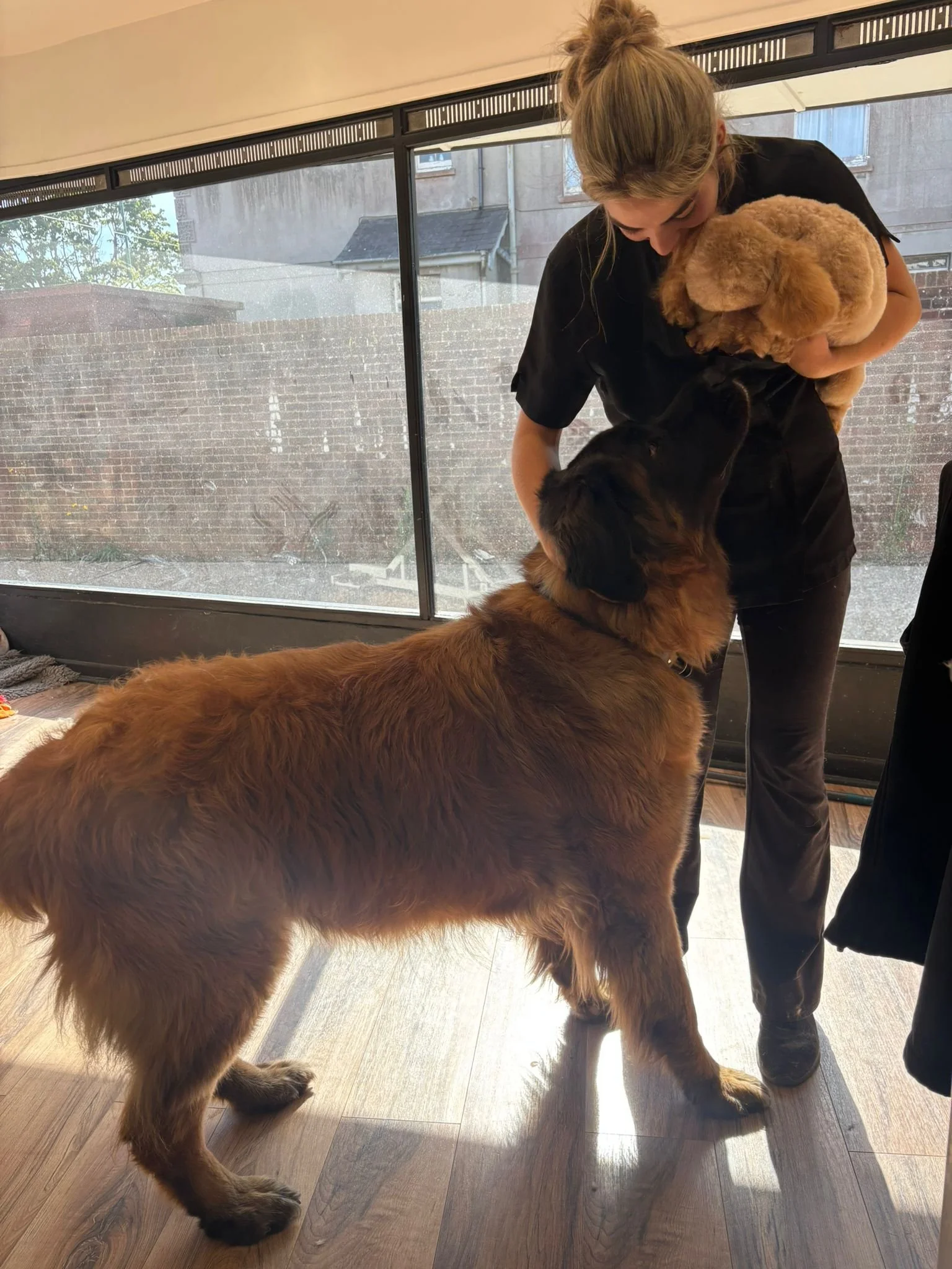 A woman holding a small brown dog near a large brown dog indoors near large windows with a brick building outside.