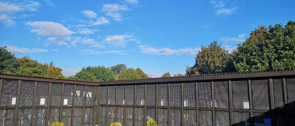 The cat hotel with mesh panels, set against a backdrop of green trees and a blue sky with some clouds.