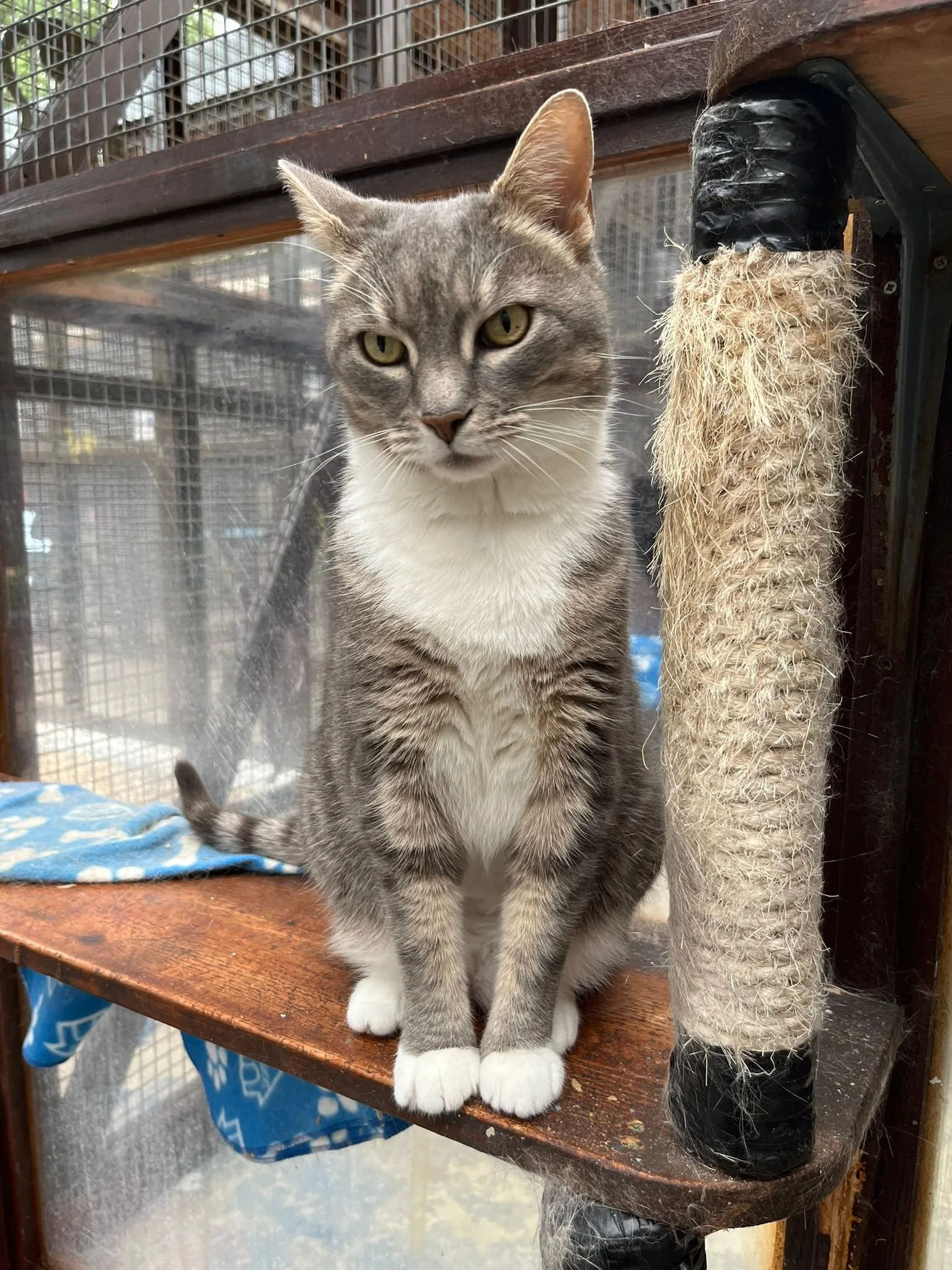 Gray and white cat sitting on a wooden perch, next to a scratching post wrapped in sisal rope, inside a screened outdoor enclosure.