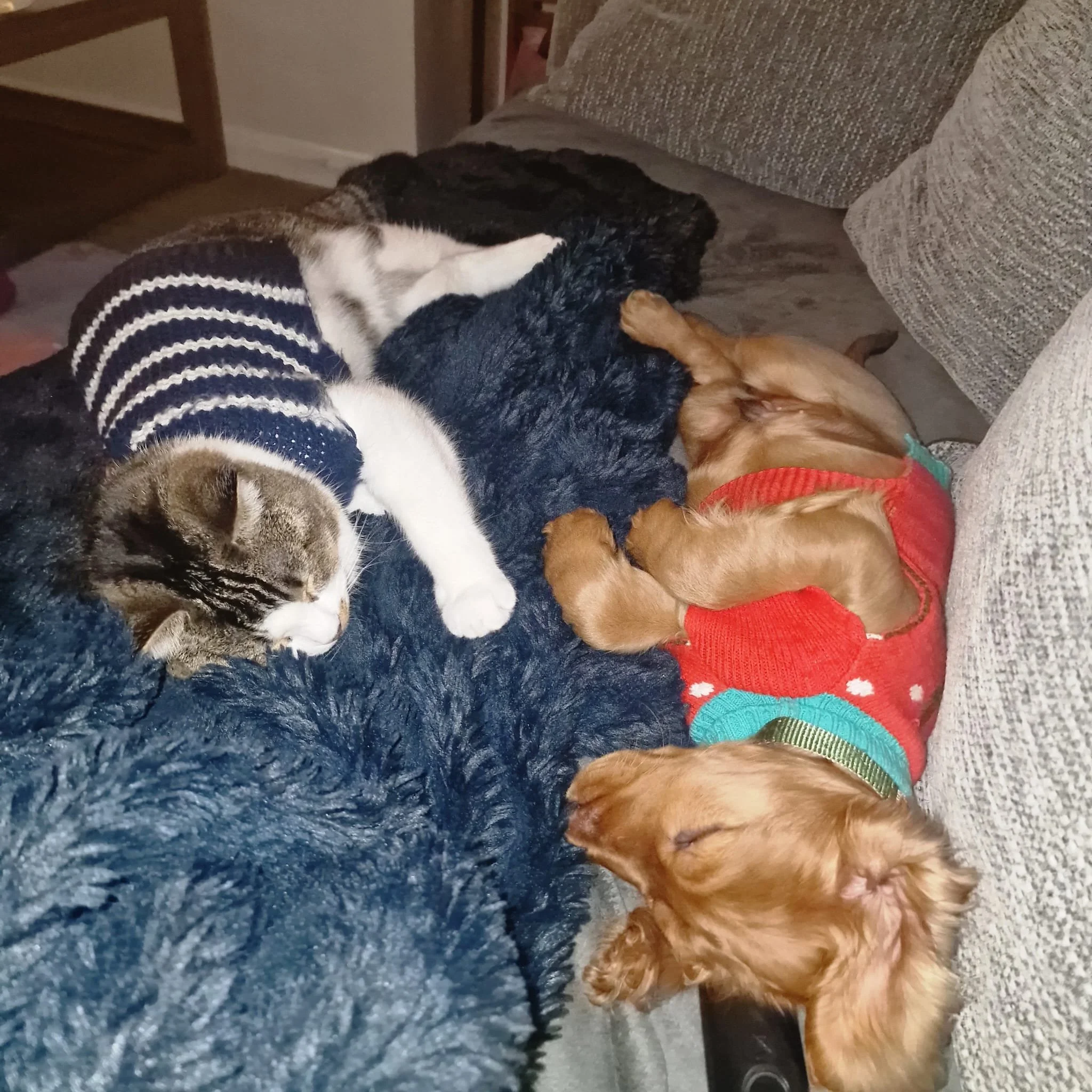 Two animals lying on a blue fuzzy rug inside a room. One is a cat and is wearing a black and white jumper, the other is a cocker spaniel with a red sweater and a green collar.