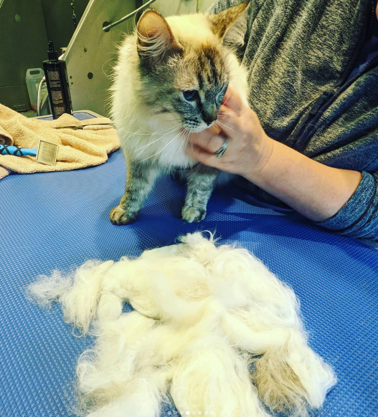 A person grooming a large, fluffy white and tabby cat on a grooming table, with a pile of white fur in front of them.