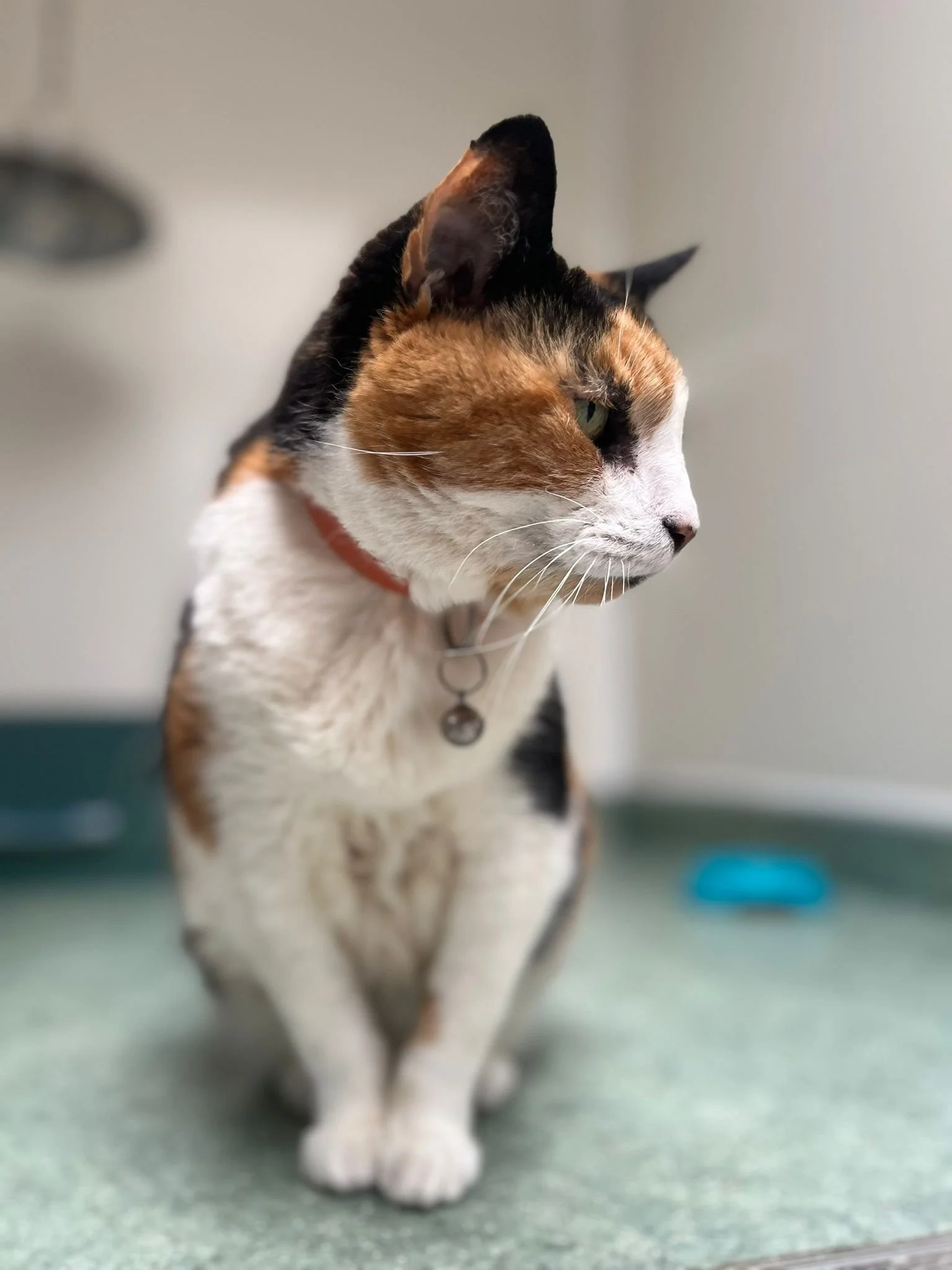 Close-up of a calico cat sitting on a green surface, wearing a pink collar with a bell, looking to the right with a blur background.