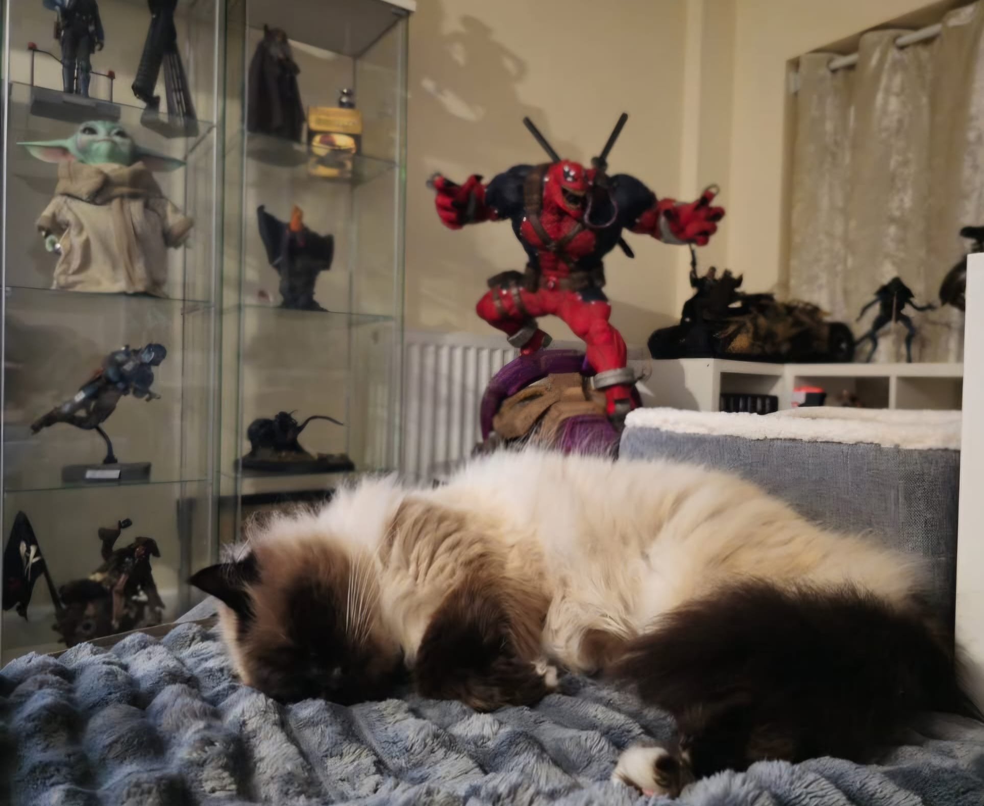 A sleeping fluffy cat with a mix of cream, black, and brown fur lying on a soft blanket in front of a glass display case filled with action figures and collectibles, including a large Venom-pool figurine.