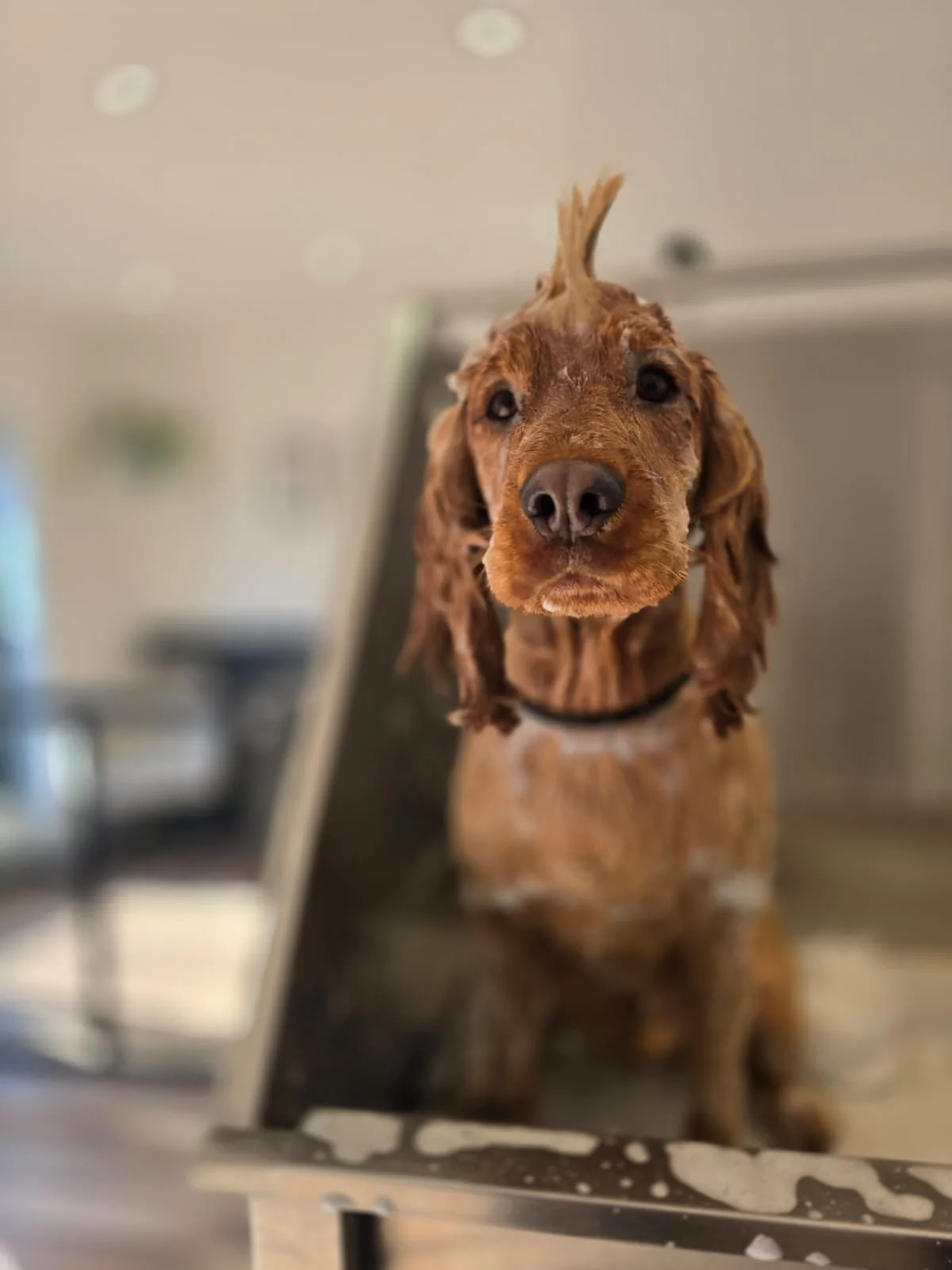 A brown dog with a distinctive mohawk hairstyle, having a bath and looking directly at the camera.