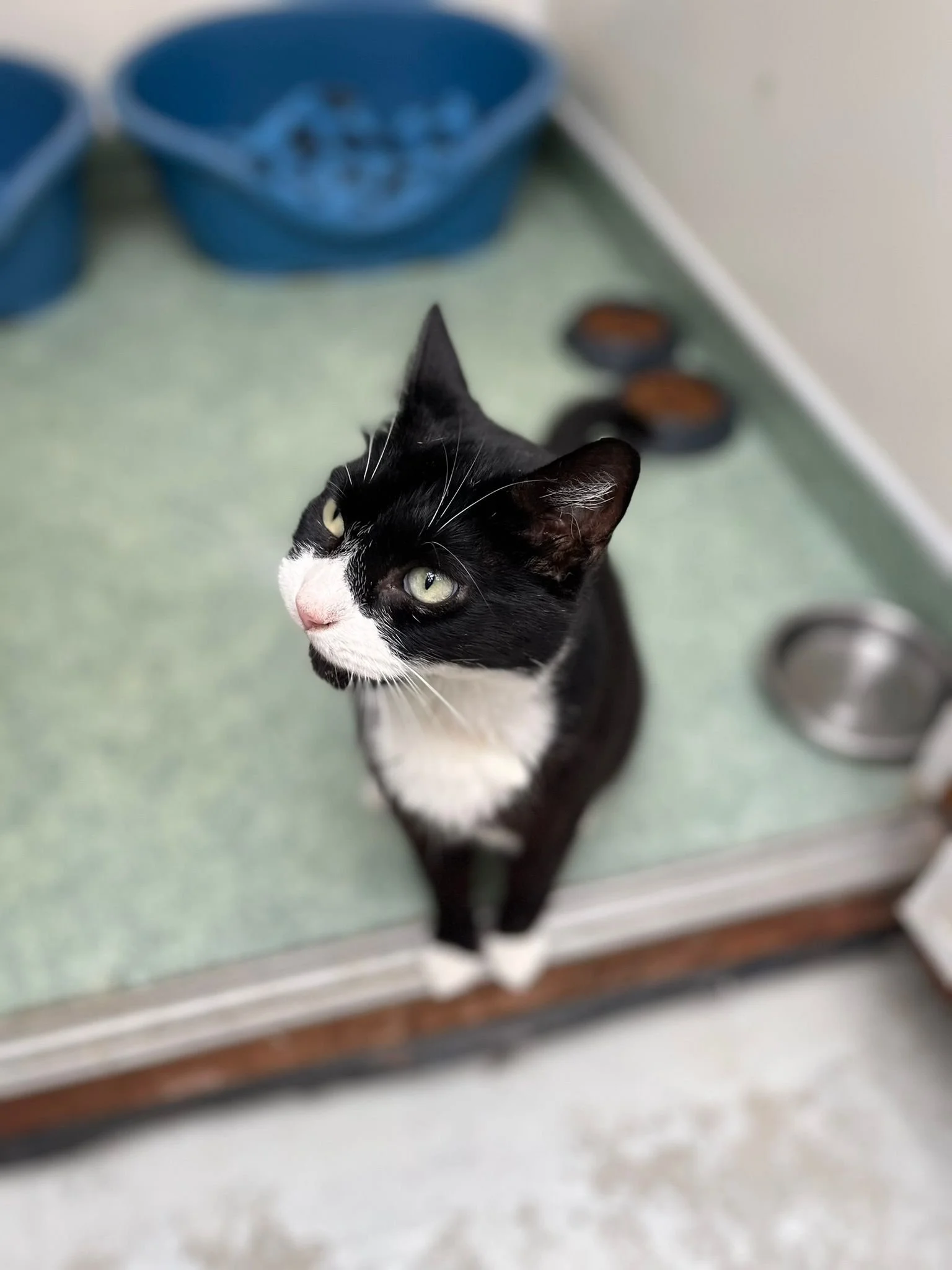 Black and white cat looking up, standing on a counter with pet bowls and a blue food dish in the background.