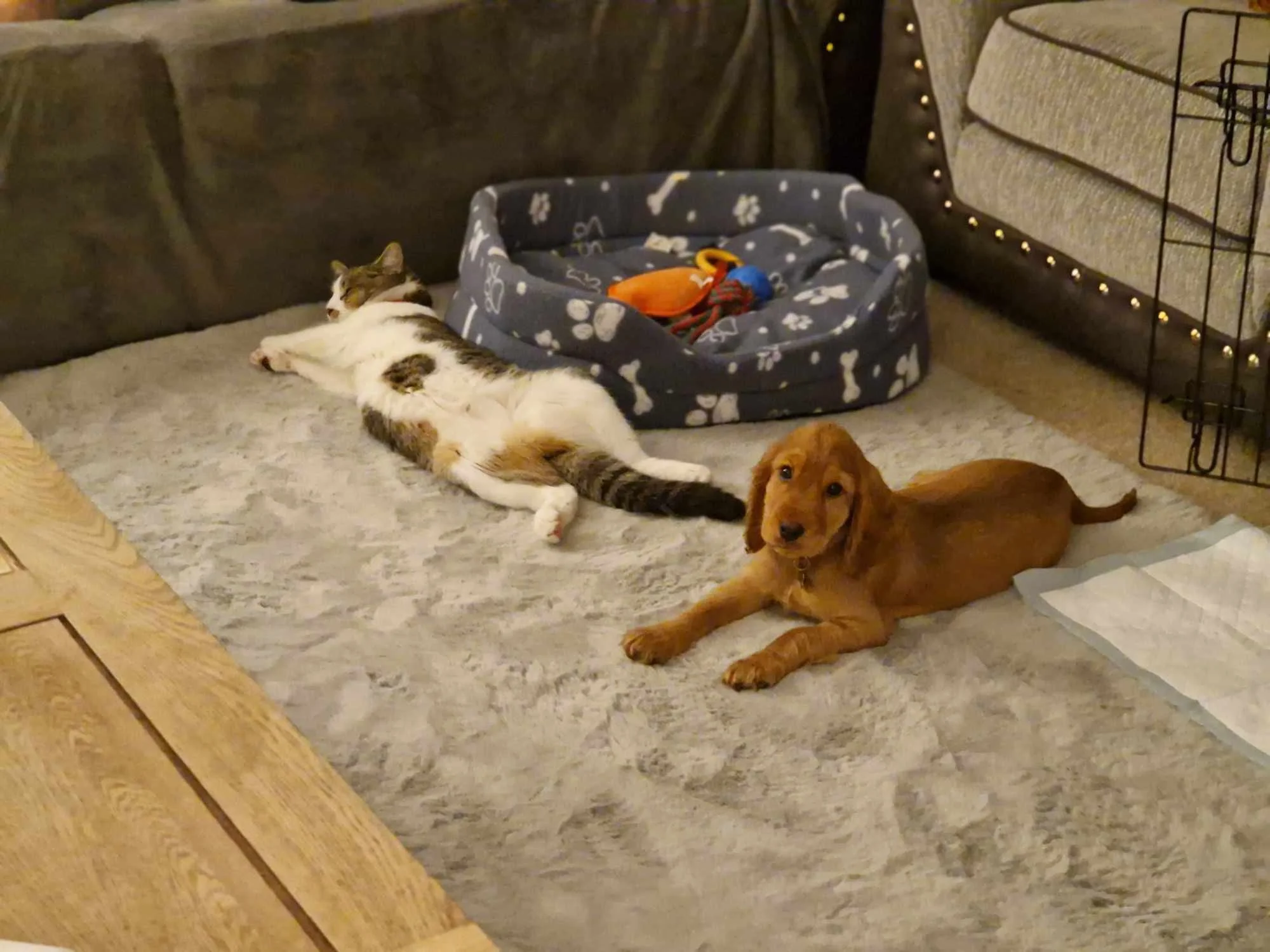 A tabby and white cat lying on its side on a beige carpet next to a brown puppy with floppy ears, lying on its stomach. There is a blue and orange toy and a leash inside a dark blue pet bed with white bone patterns. The background includes a dark wall, a section of a gray couch with gold nailhead trim, and a black metal dog crate.