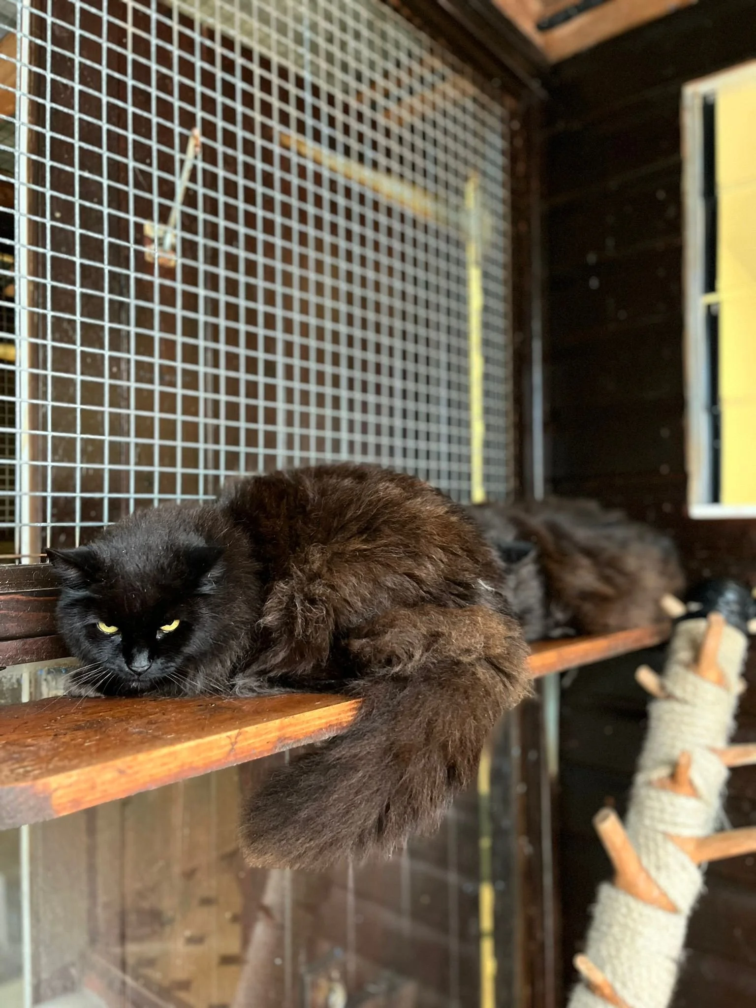A black cat with yellow eyes lying on a wooden shelf in a cat enclosure, with another cat in the background and a scratching post wrapped with rope.