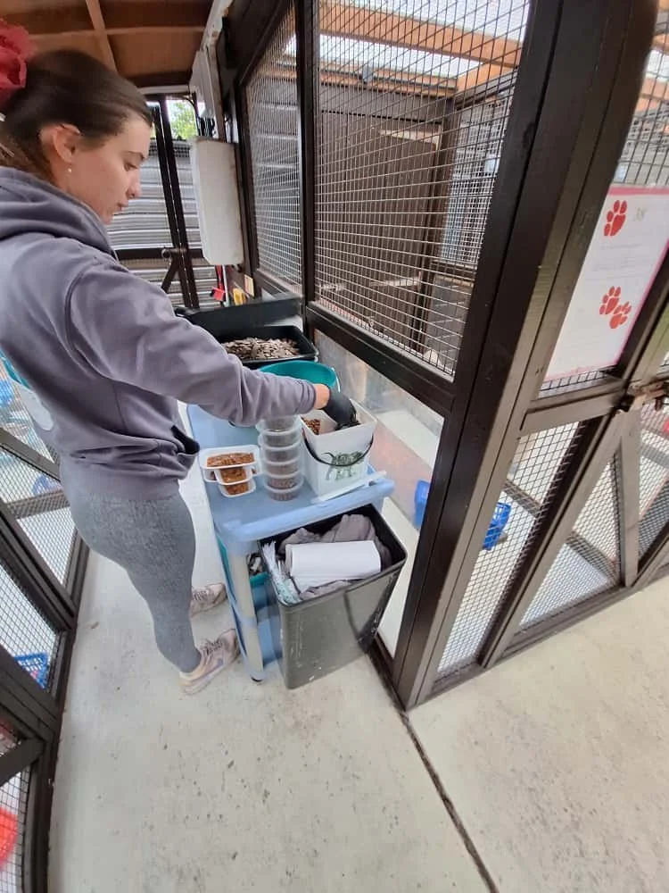 A person cleaning or preparing food at an outdoor animal shelter counter, with cage enclosures and food containers visible.