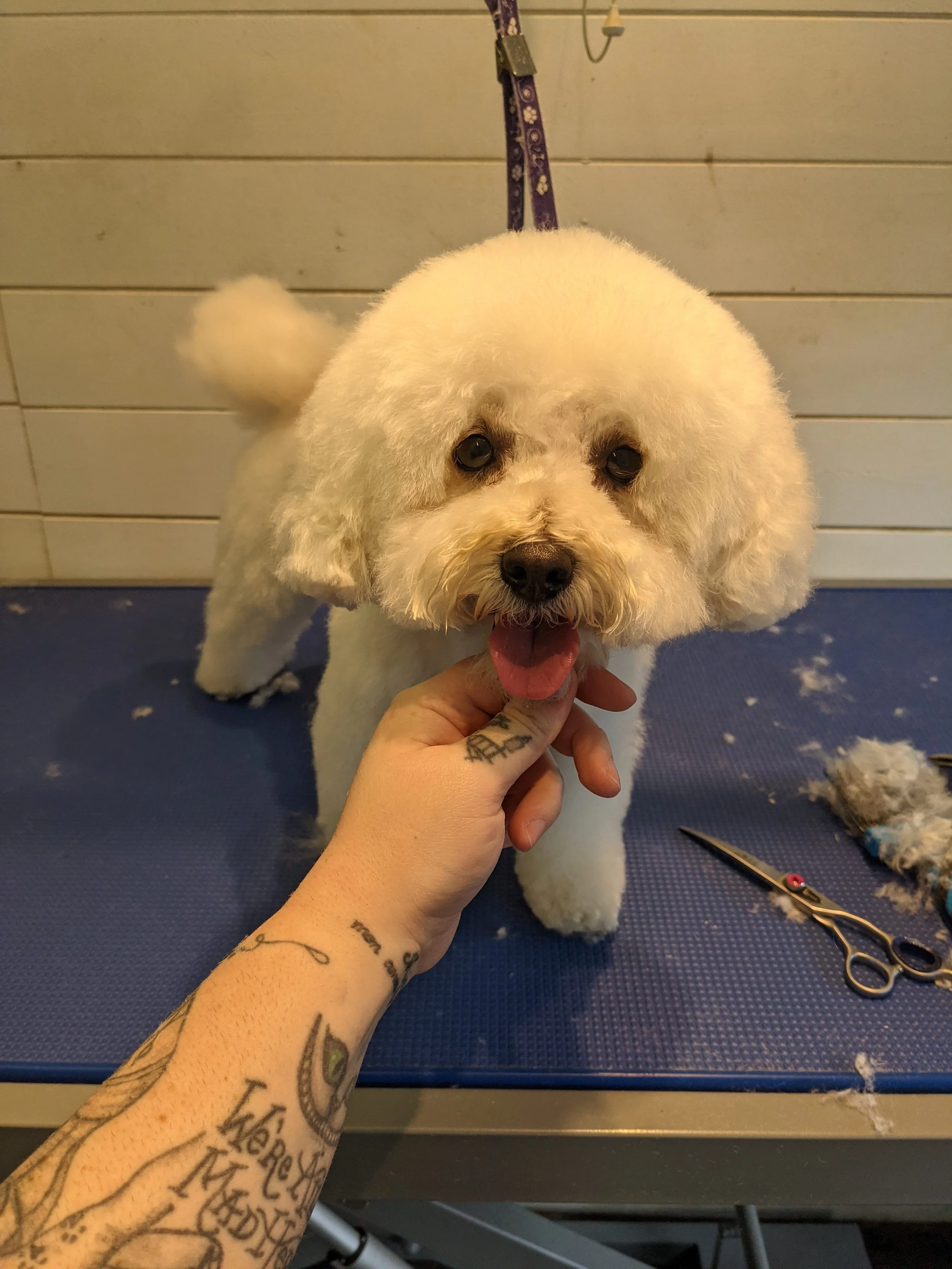A small white dog with curly fur getting groomed on a grooming table, with grooming scissors and fur on the table.