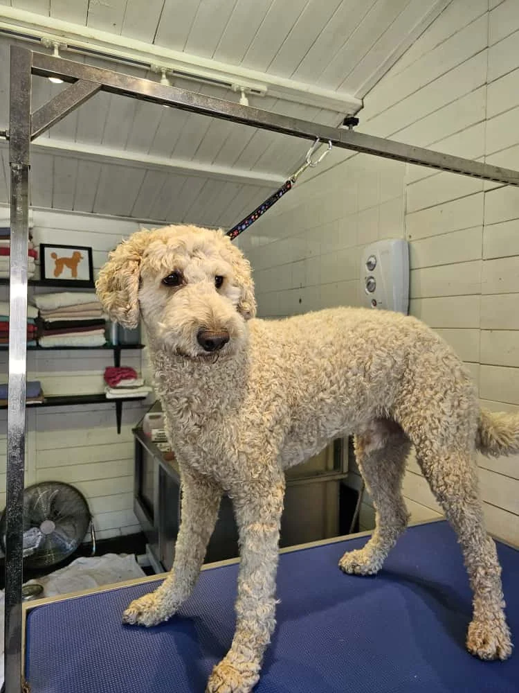 A curly-coated dog stands on a grooming table in a grooming salon, with shelves, towels, and a framed picture of a dog in the background.