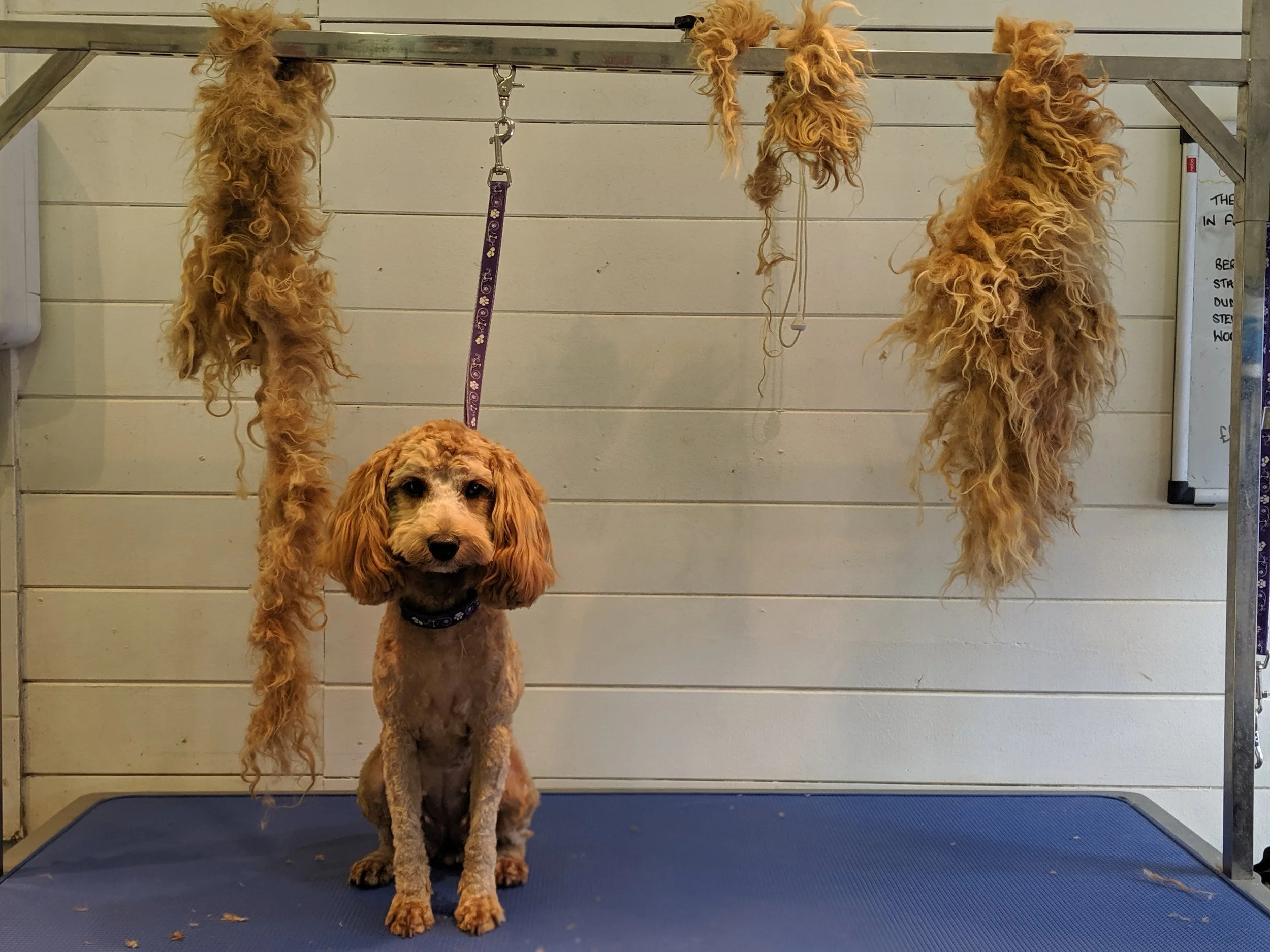 A small dog sitting on a grooming table with it's matted hair hanging from the grooming stand above.