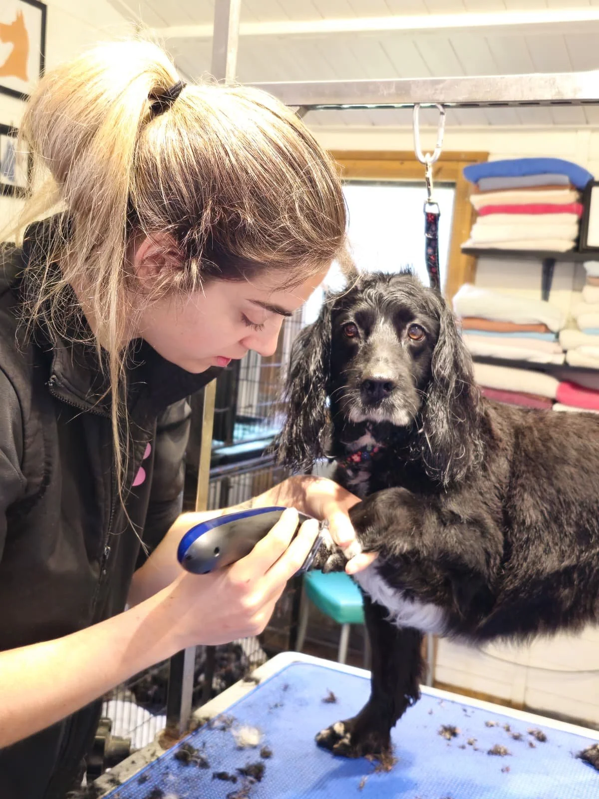 A woman grooming a black dog with long ears in a pet grooming salon. The woman is using electric clippers on the dog's paw, and the dog is looking at the camera. In the background, there are shelves with folded towels and grooming supplies.