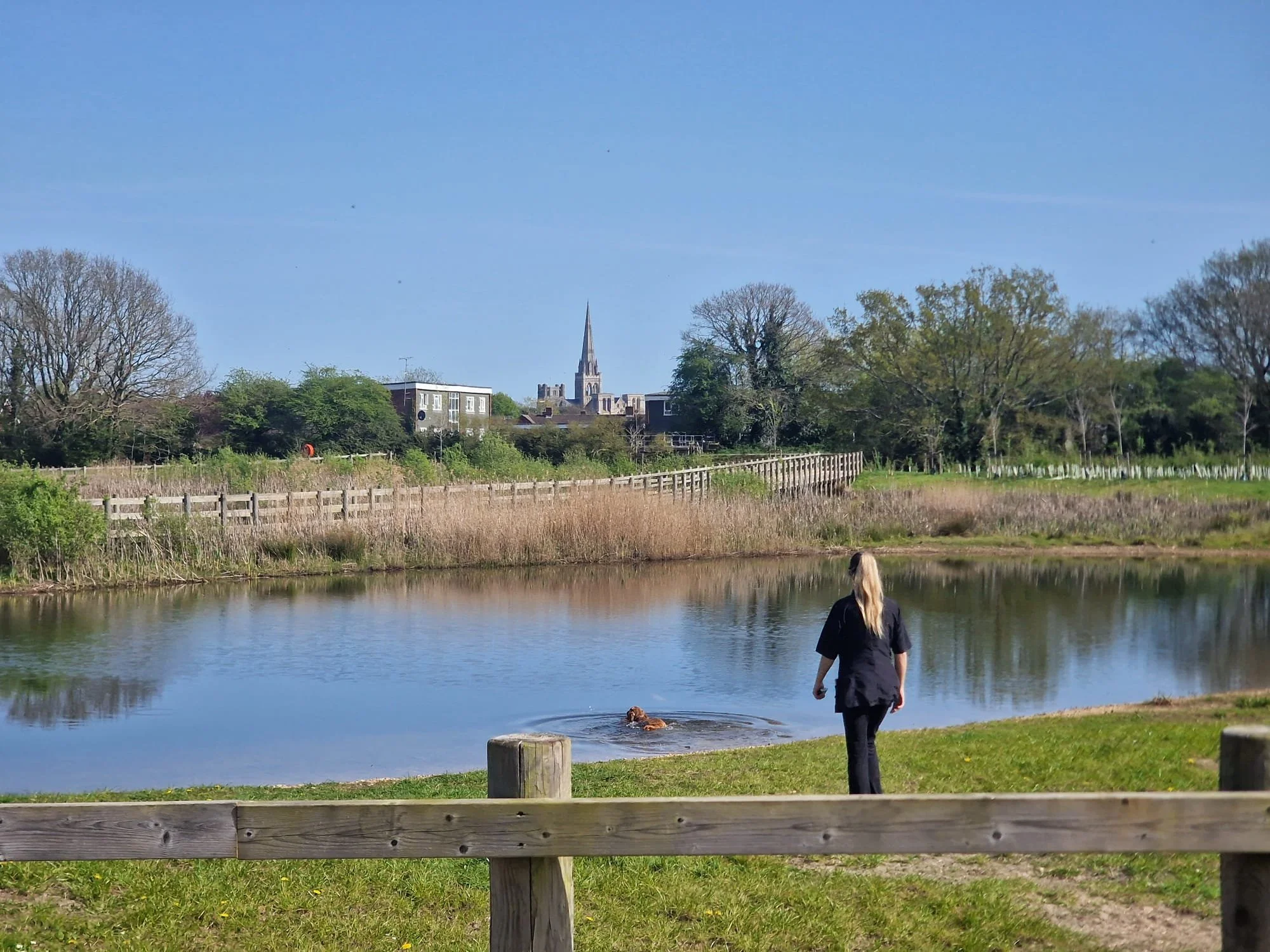 A woman walking by a pond with a dog swimming in the water, with trees and buildings in the background under a clear blue sky.