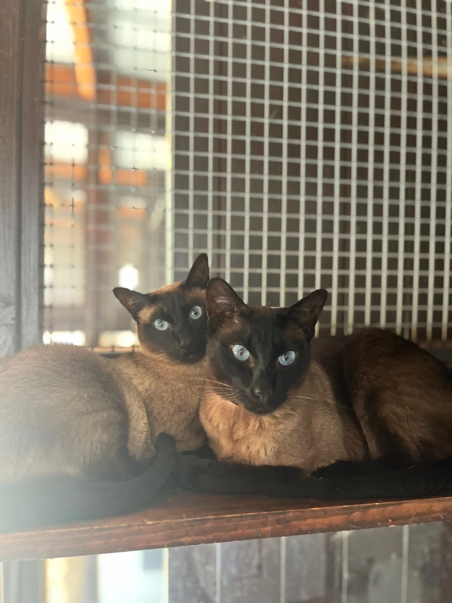 Two Siamese cats with blue eyes resting on a wooden platform behind a wire mesh.