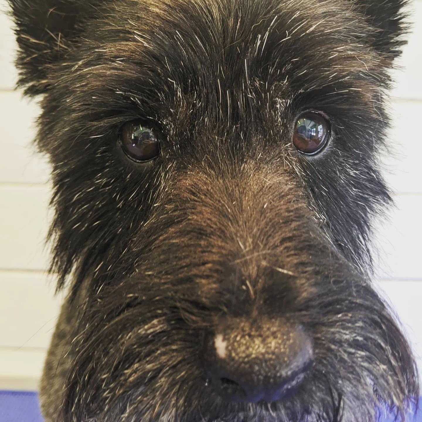 Close-up of a black and gray dog's face, showing its eyes, nose, and fur.