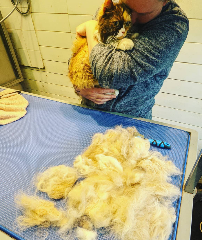 A person holding a fluffy calico cat in their arms, with the cat looking alert and curious. On a blue grooming table, there is a pile of dried, tangled fur, and grooming scissors can be seen nearby in a grooming salon.