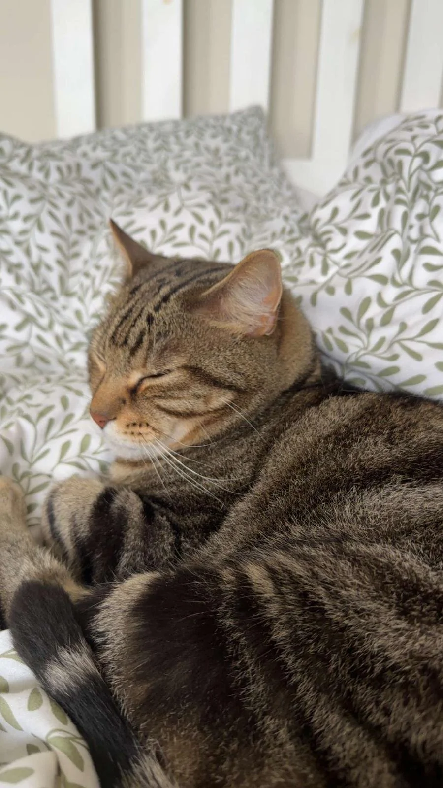 A sleeping tabby cat with closed eyes, lying on a bed with white sheets and a green leafy pattern.