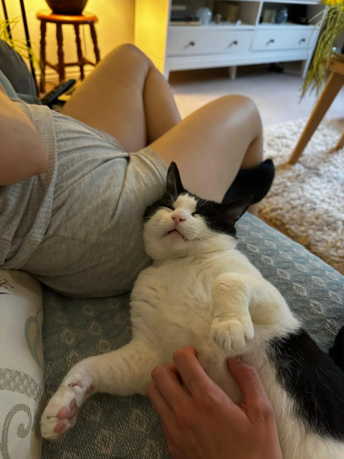A black and white cat lying on a sofa with its eyes closed, appearing relaxed, while a person's hand pets its belly. The person is wearing gray shorts and sitting with legs bent. In the background, there is a bookshelf, a side table, and a plush carpet.