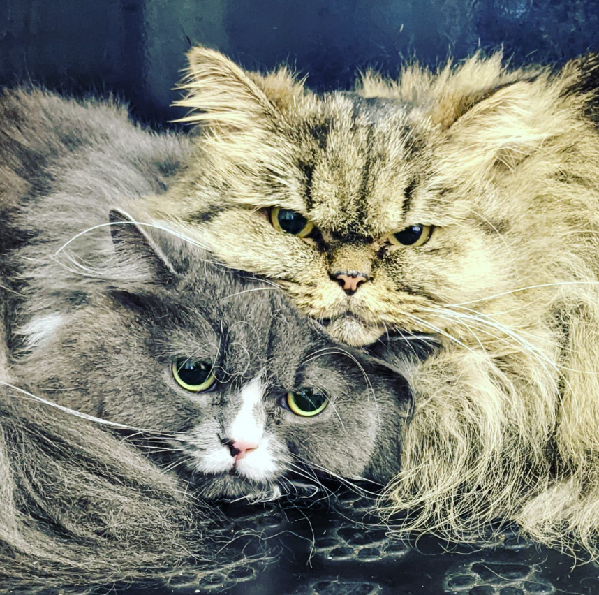 Two cats lying close together, one large and fluffy with long hair, and one smaller with short gray fur and white markings, resting on a dark surface.