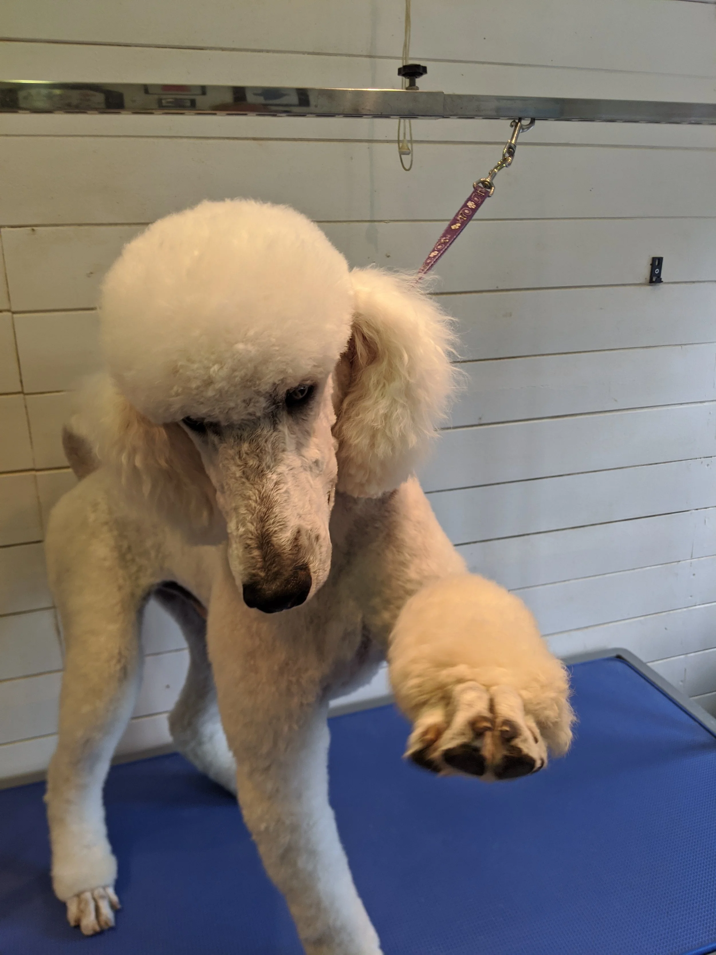 A poodle with a fluffy, groomed coat standing on a grooming table in a grooming salon.