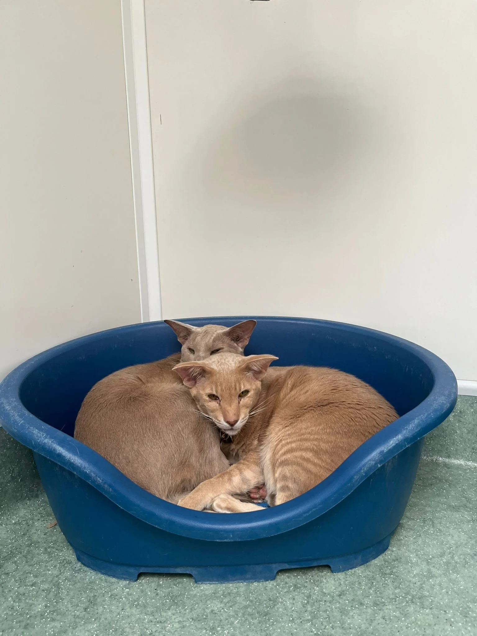 Three cats lying together inside a blue plastic litter box.