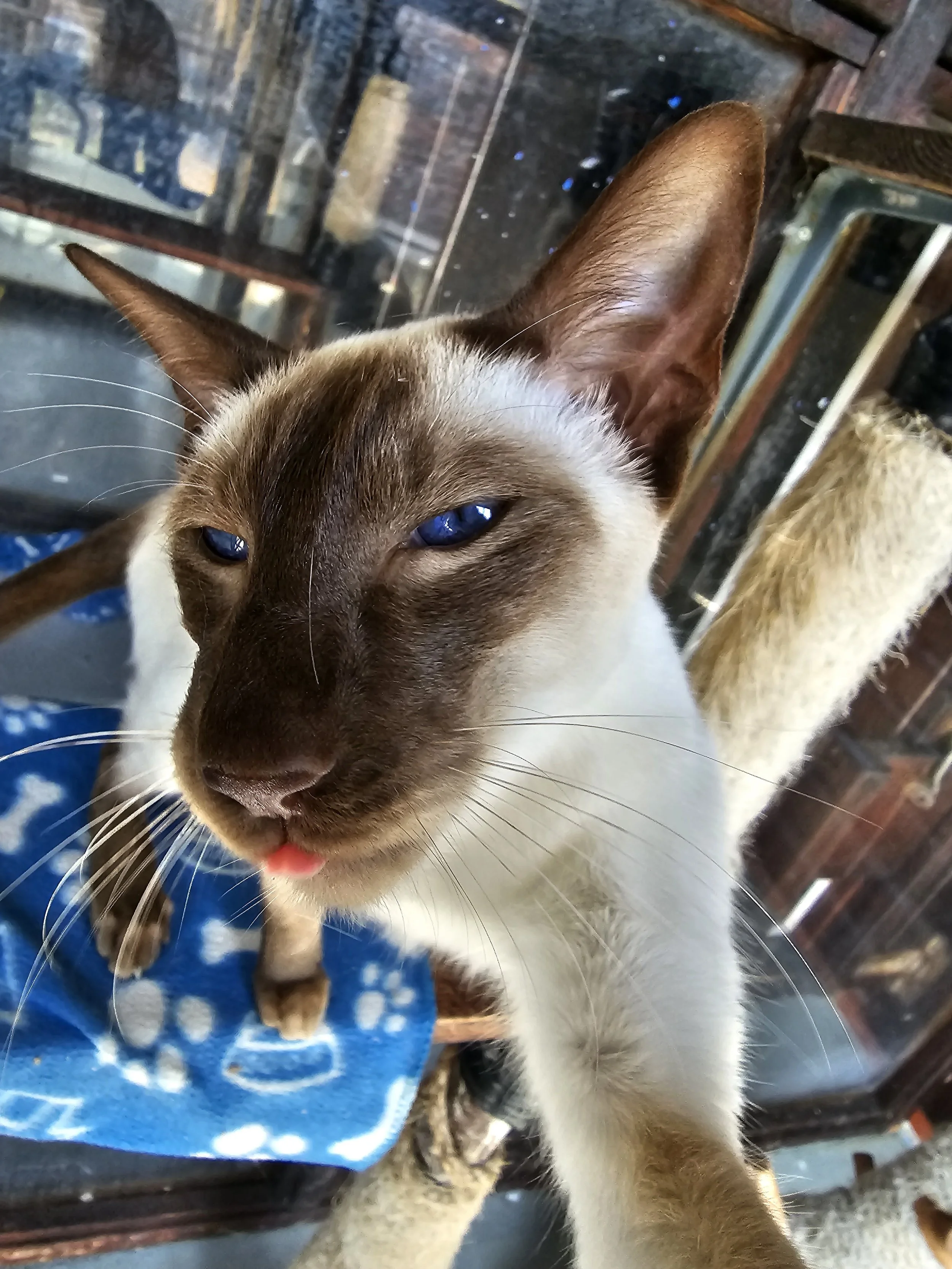 Close-up of a Siamese cat with blue eyes and a pink tongue sticking out, standing on a blue paw print mat.