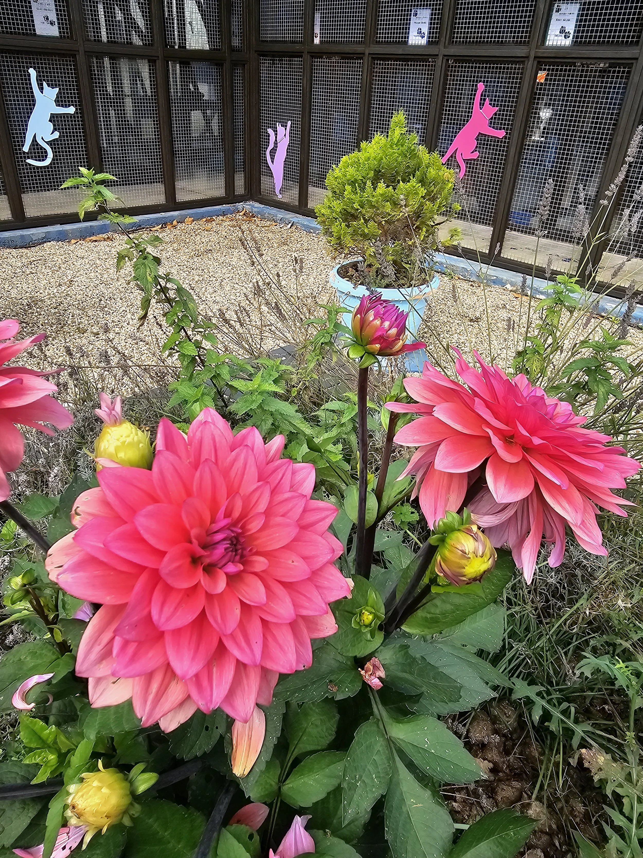 Pink and yellow dahlias in full bloom in a garden, surrounded by green leaves, with a small potted shrub and decorative cat wall art in the background.