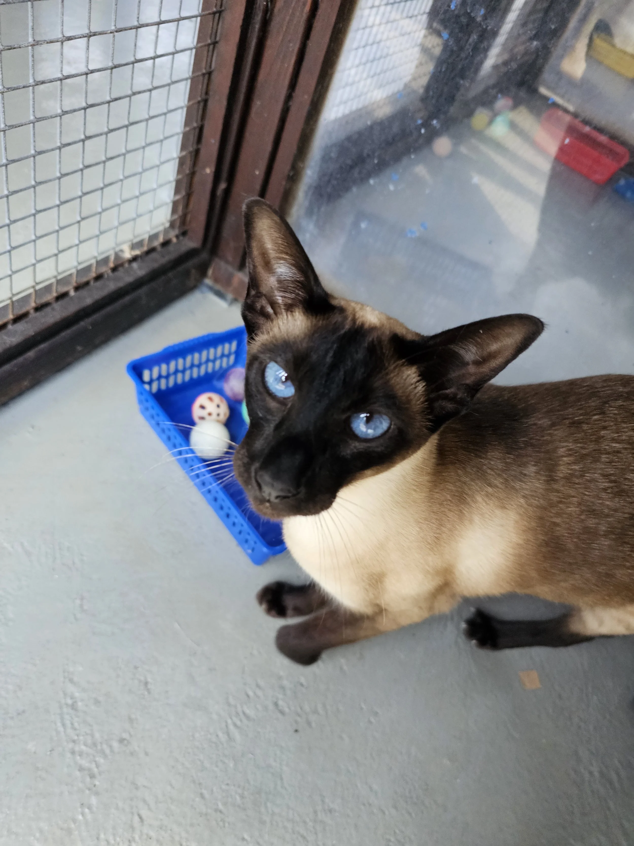 A Siamese cat with blue eyes looking up at the camera on a balcony or porch with a blue basket containing cat toys nearby.