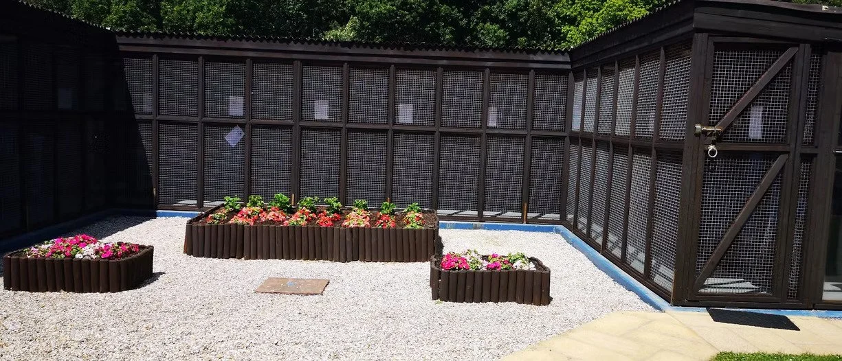 The outdoor part of the Cat Hotel with three flower beds filled with colorful flowers. The enclosure has dark wooden lattice fencing and gravel ground, with a door on the right side.