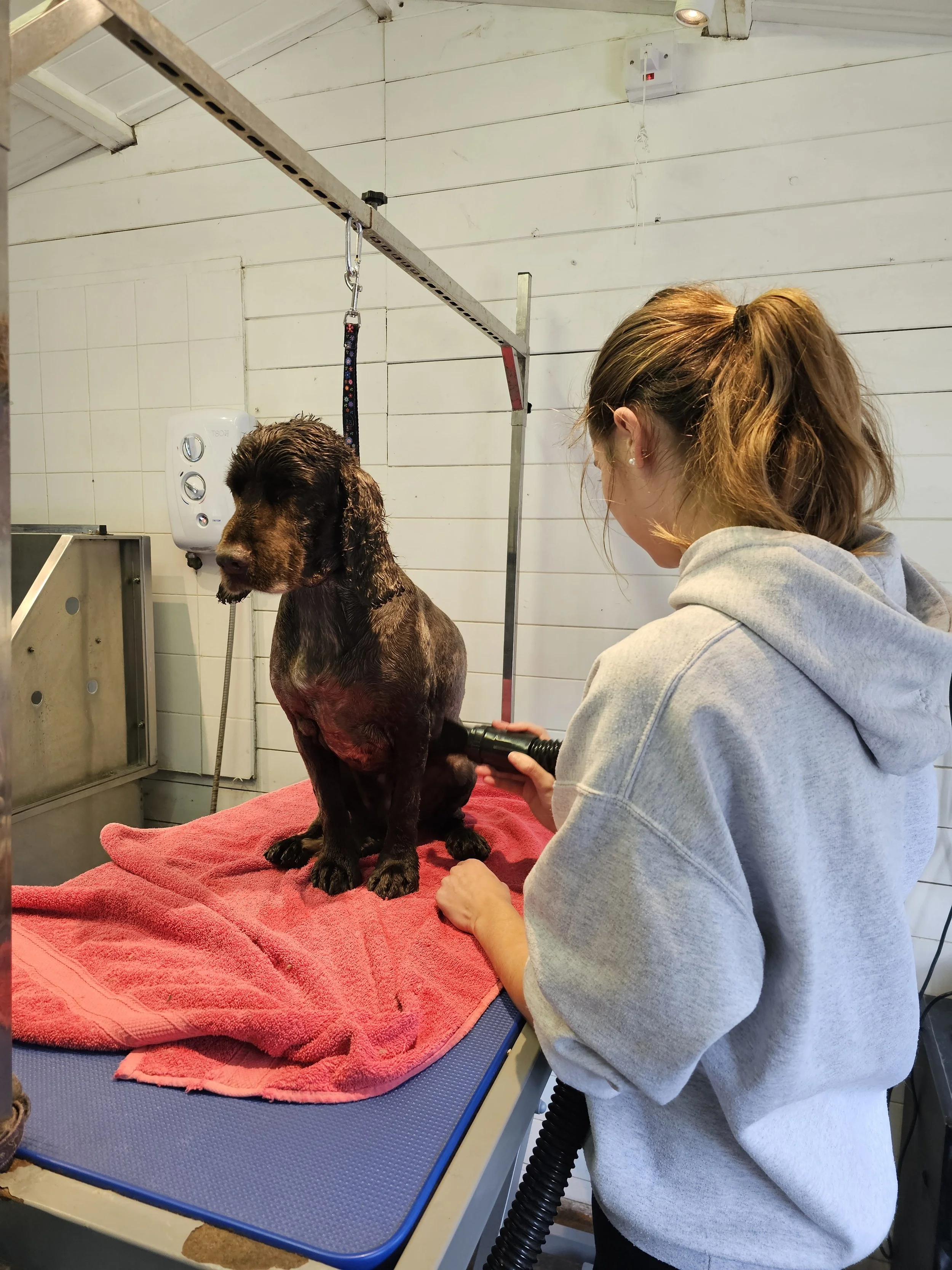 A woman brushing a wet, black and brown puppy on a grooming table in a grooming salon.