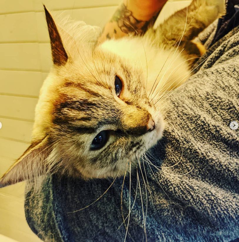 Close-up of a tabby cat with blue eyes, resting in a person's arms, with a background of cream-colored wooden planks.