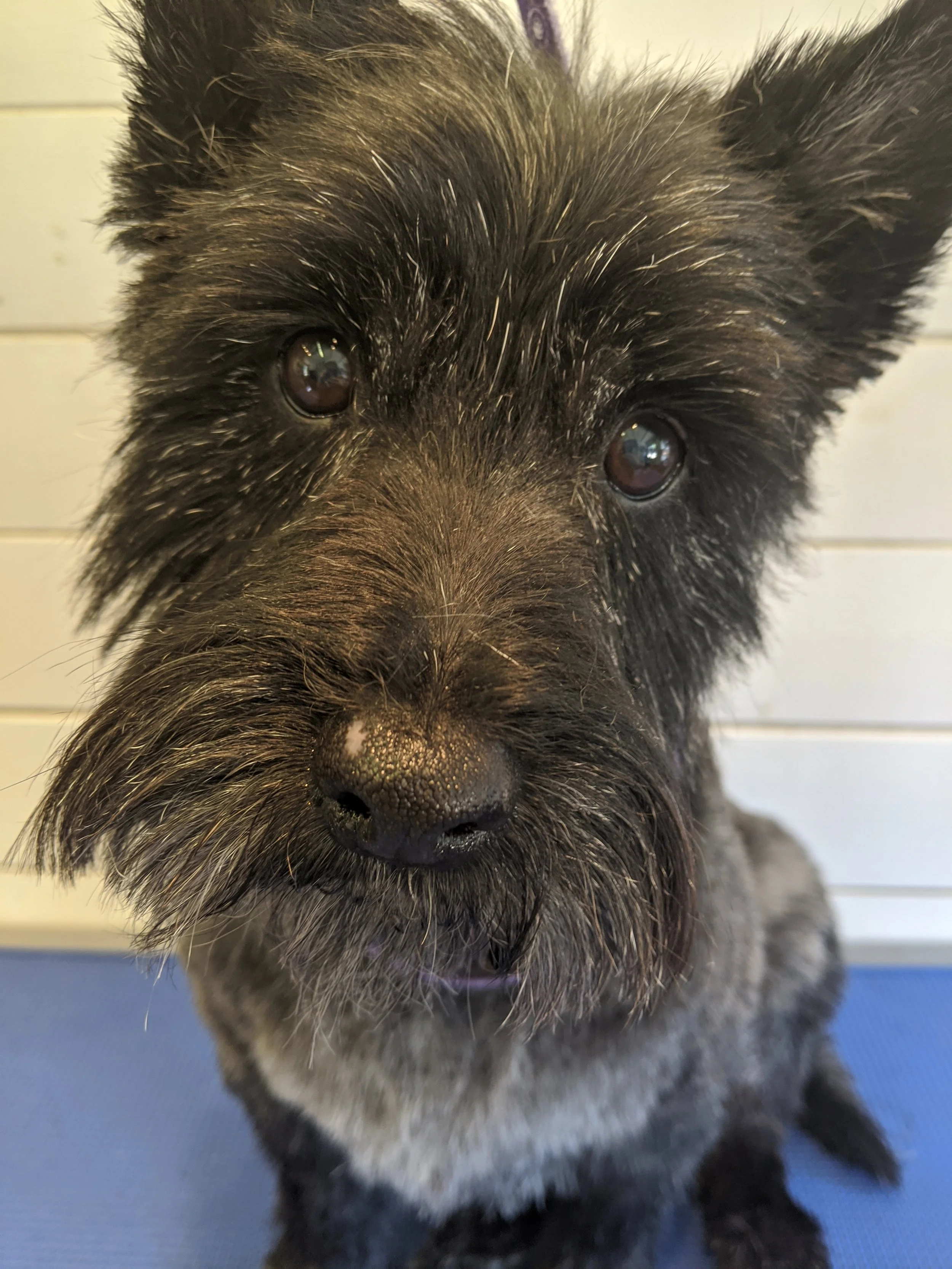 Close-up of a small black and gray dog with erect ears, shiny eyes, and a scruffy coat, sitting on a blue surface with a white panel background.