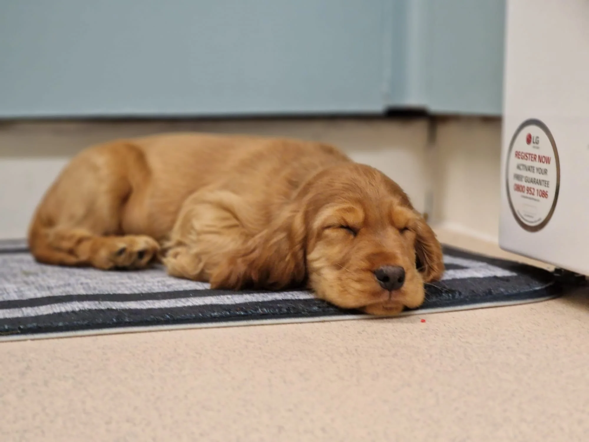 A small cocker spaniel puppy is sleeping on a striped black and gray doormat in front of a door
