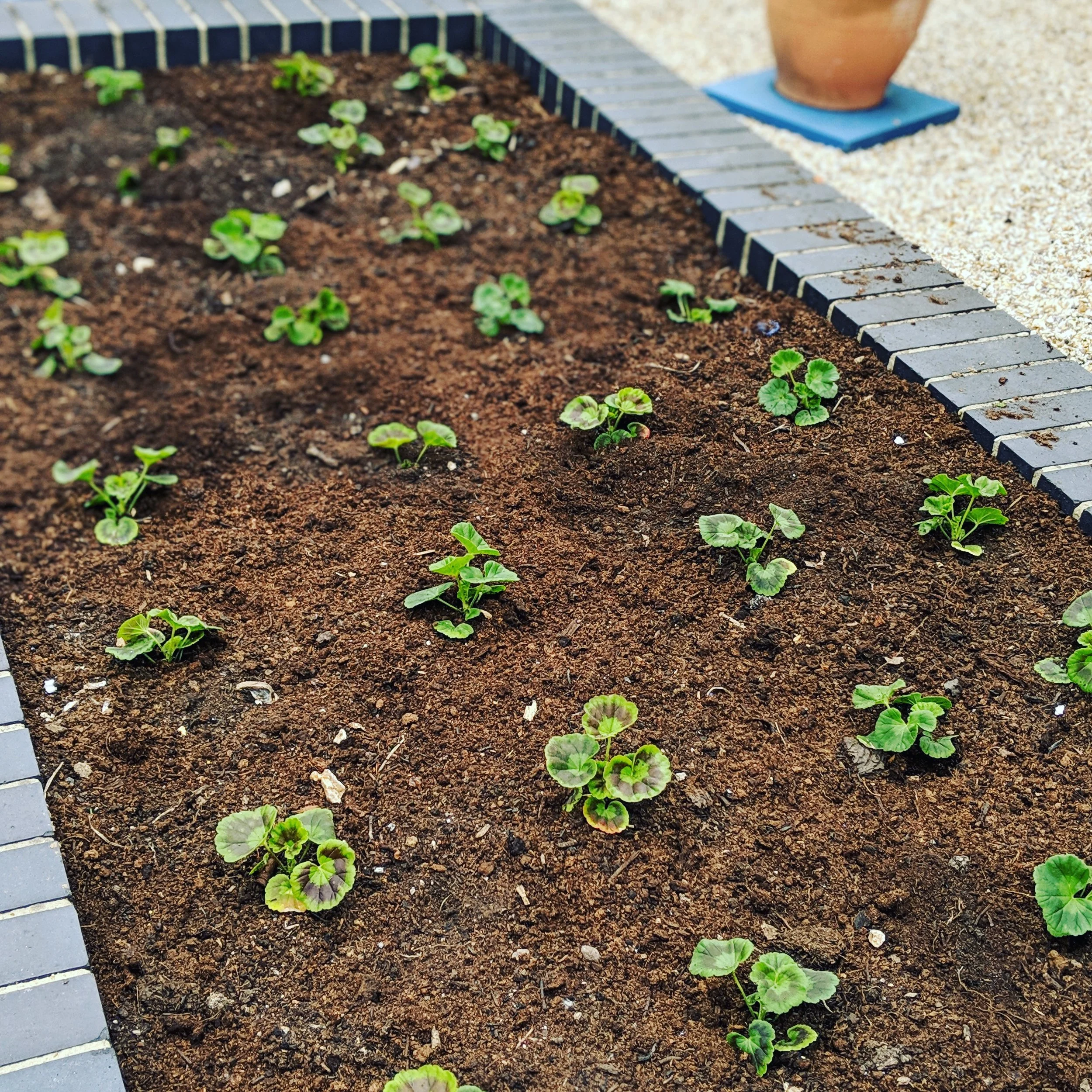 Young green plants growing in a neatly arranged garden bed bordered by gray bricks, with a terracotta pot on a small blue tile in the background.