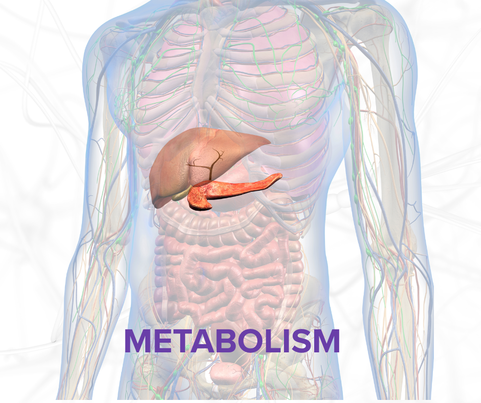 Illustration of human internal organs including liver, pancreas, intestines, with the word 'Metabolism' at the bottom.