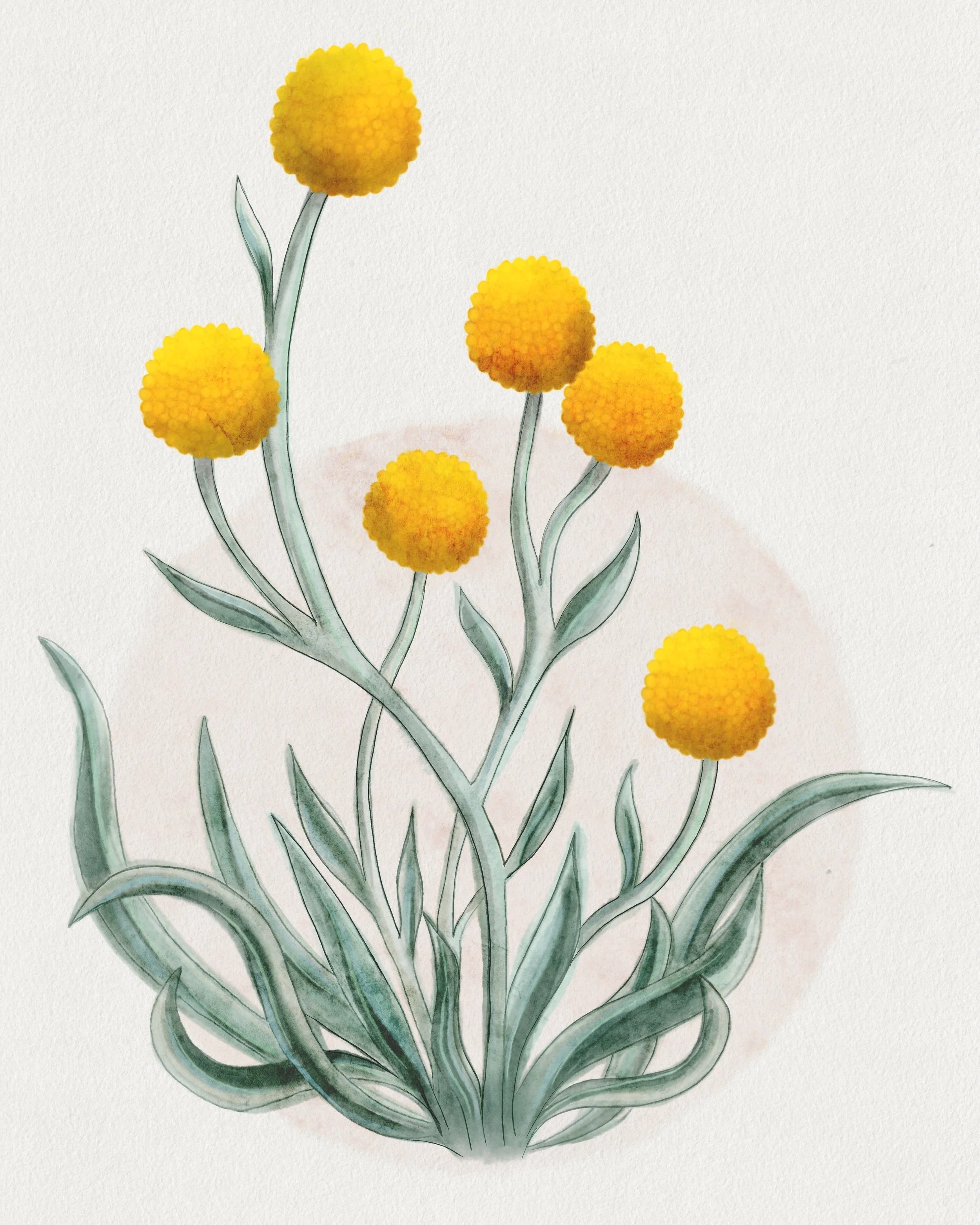Watercolor illustration of yellow spherical flowers with green leaves.