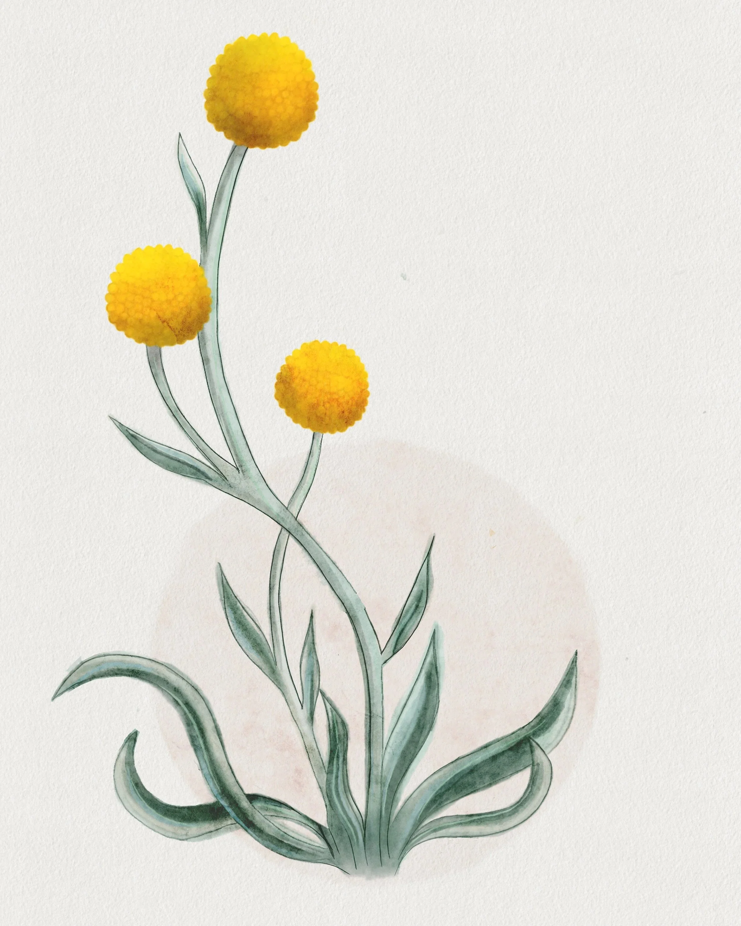 Watercolor illustration of a green plant with three yellow, spherical flowers on tall, intertwining stems.