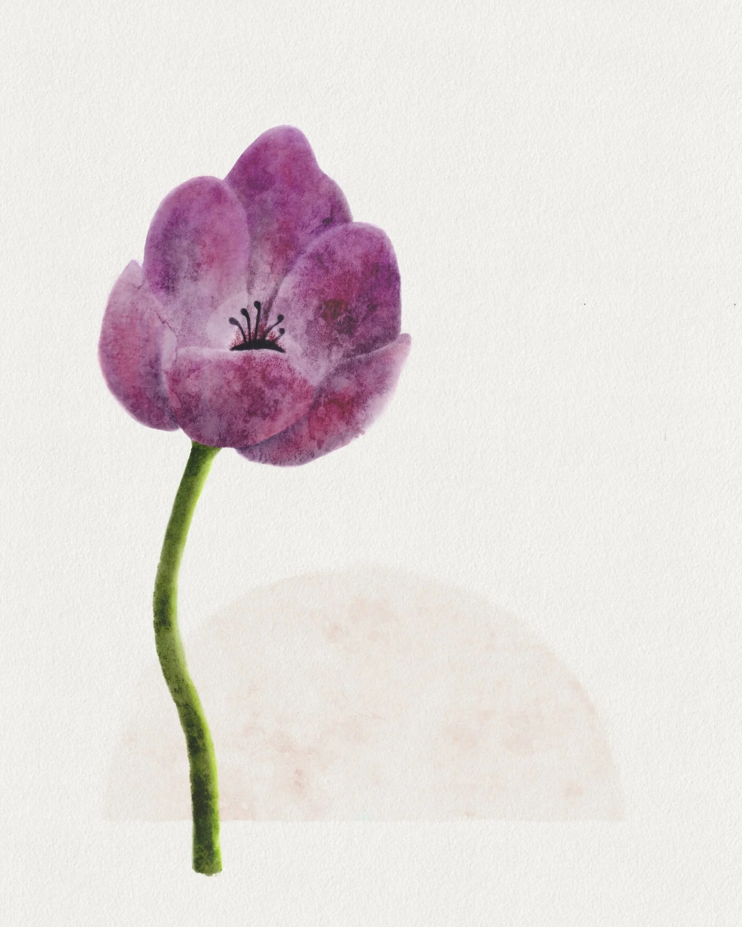 Watercolor painting of a purple flower with a green stem