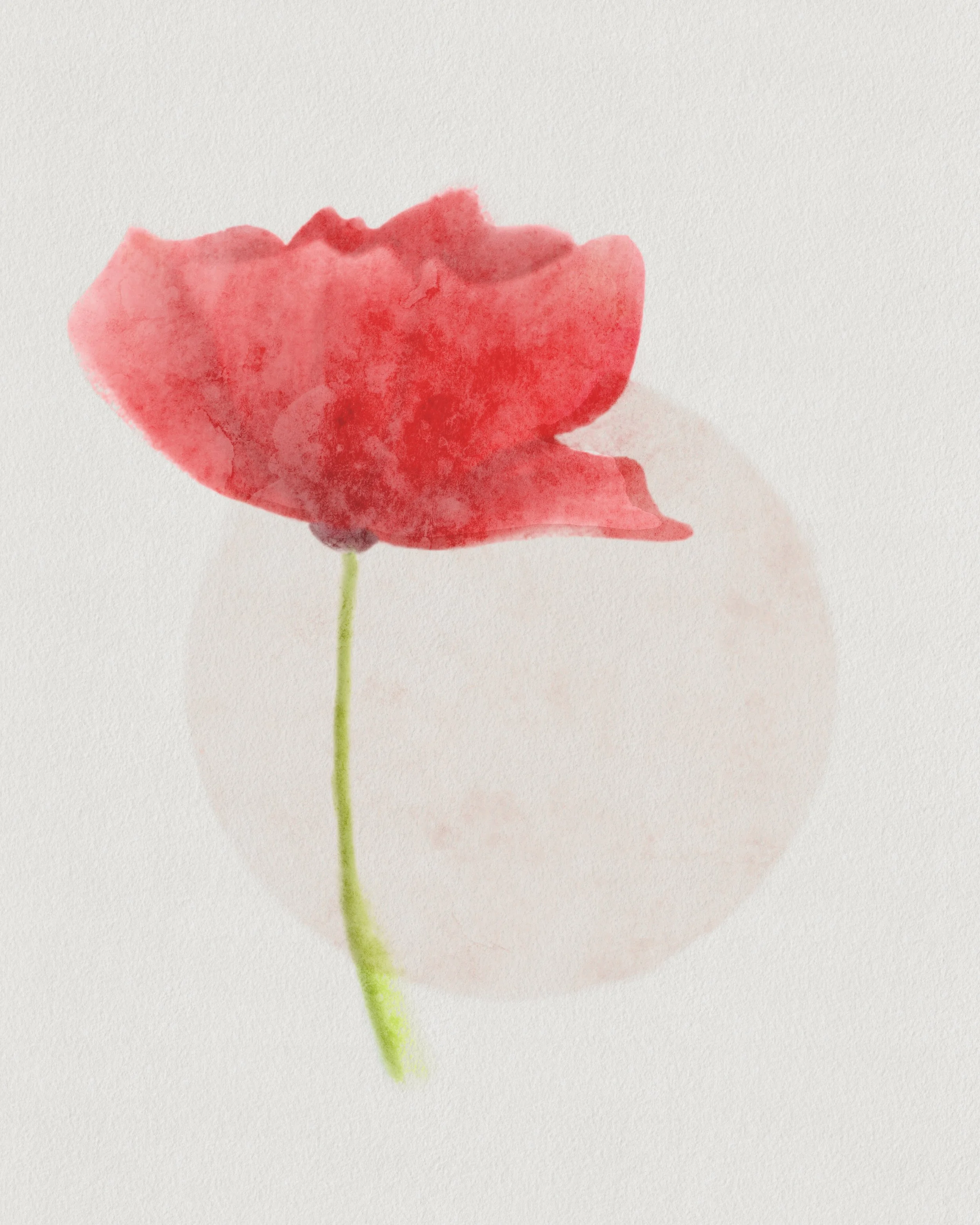 Watercolor painting of a red flower with a green stem on a white background.