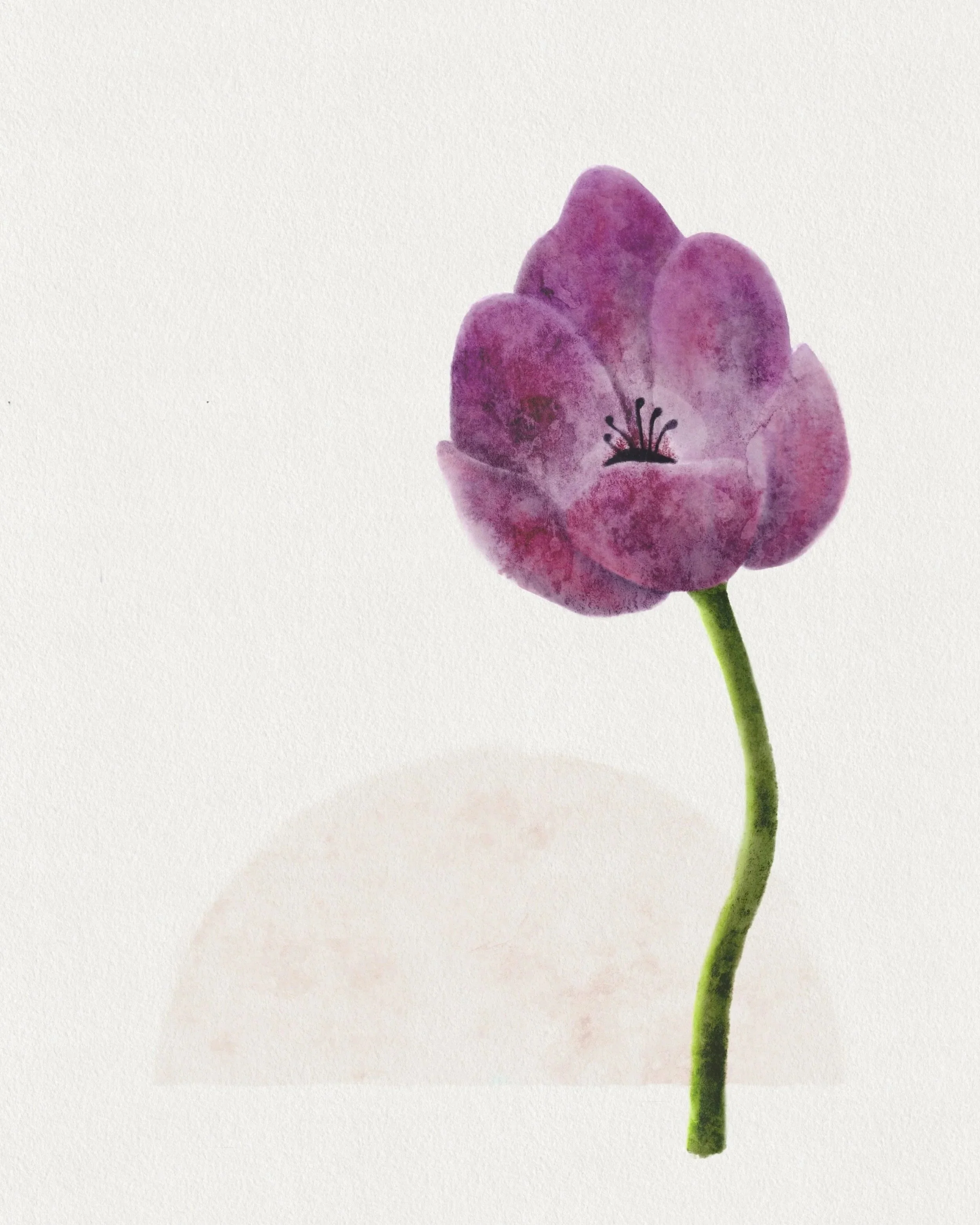 A watercolor-style painting of a purple flower with a green stem on a white background.