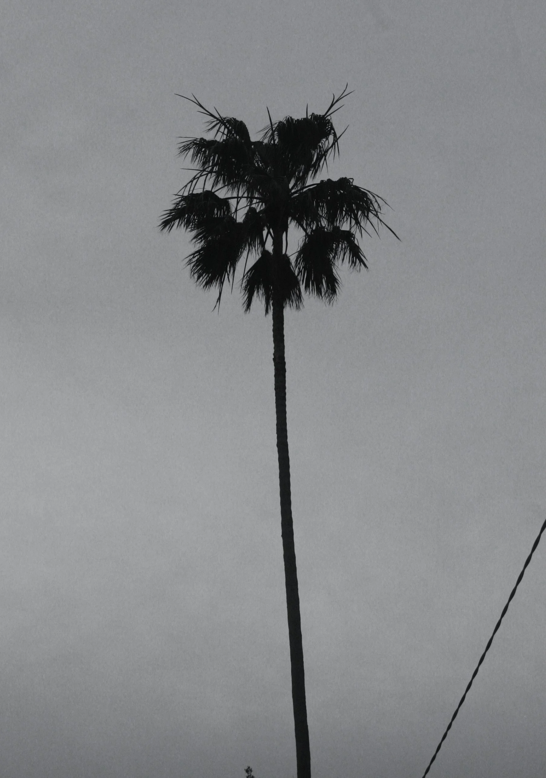 Palms