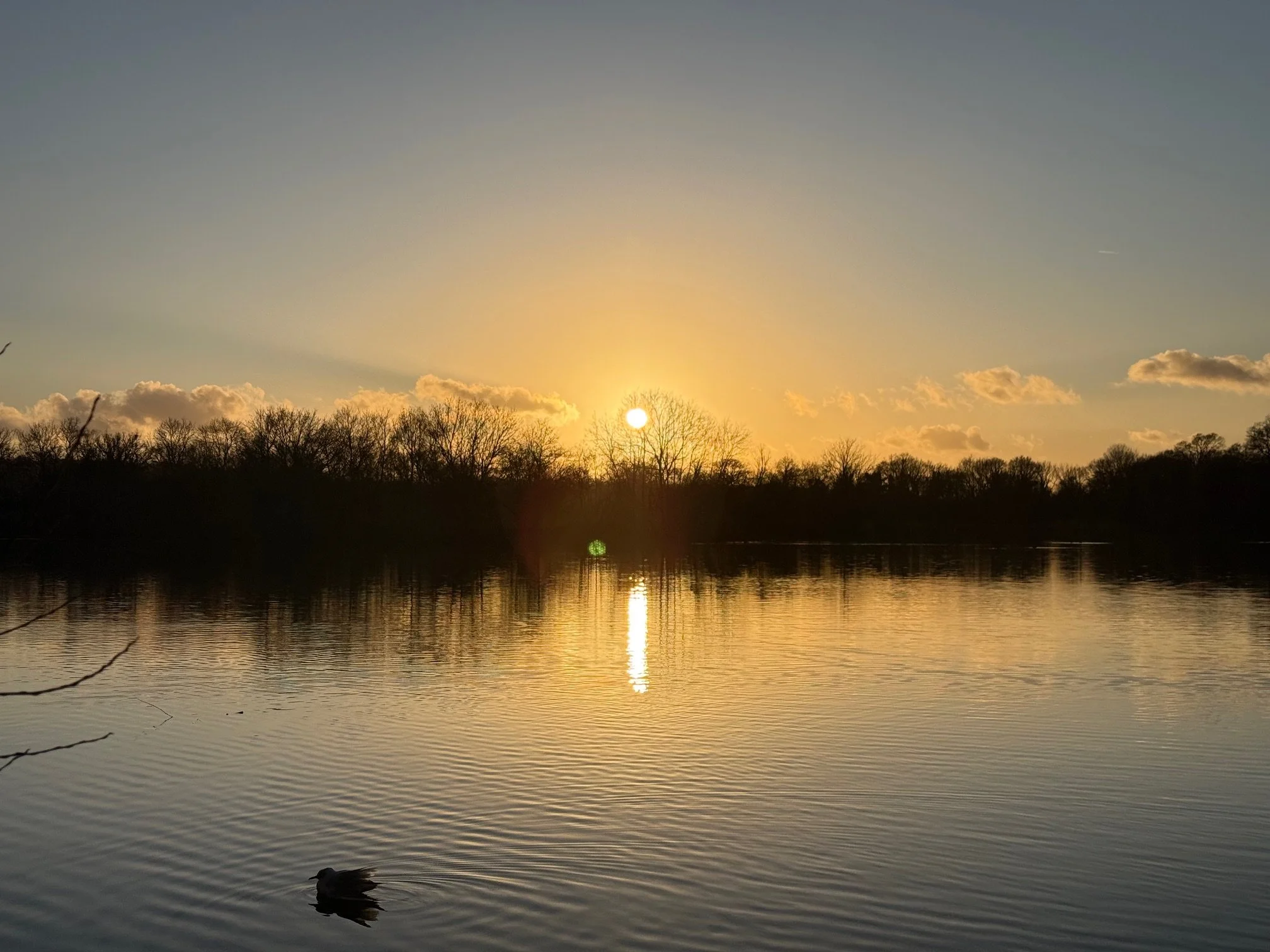 Sun setting over a lake with a duck swimming in the water, reflecting the sunset and trees in the background.