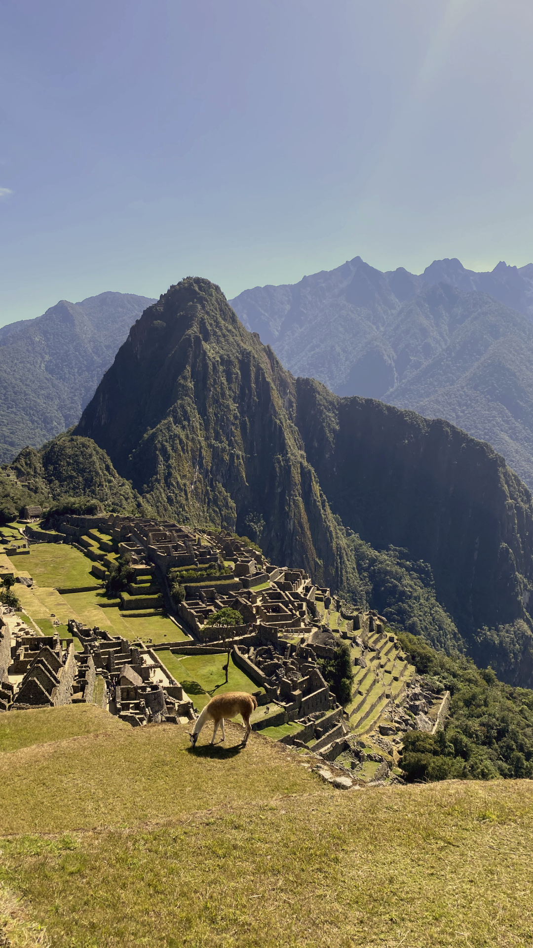 Paisaje de Machu Picchu con una llama en primer plano, montañas y cielo despejado de fondo.
