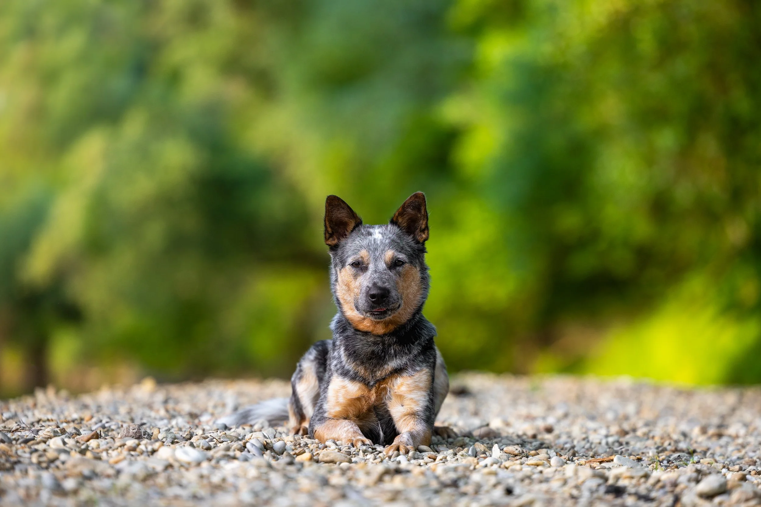 Ein Australian Cattle Dog Welpe liegt auf einem Kiesweg, umgeben von grünen Bäumen im Hintergrund.