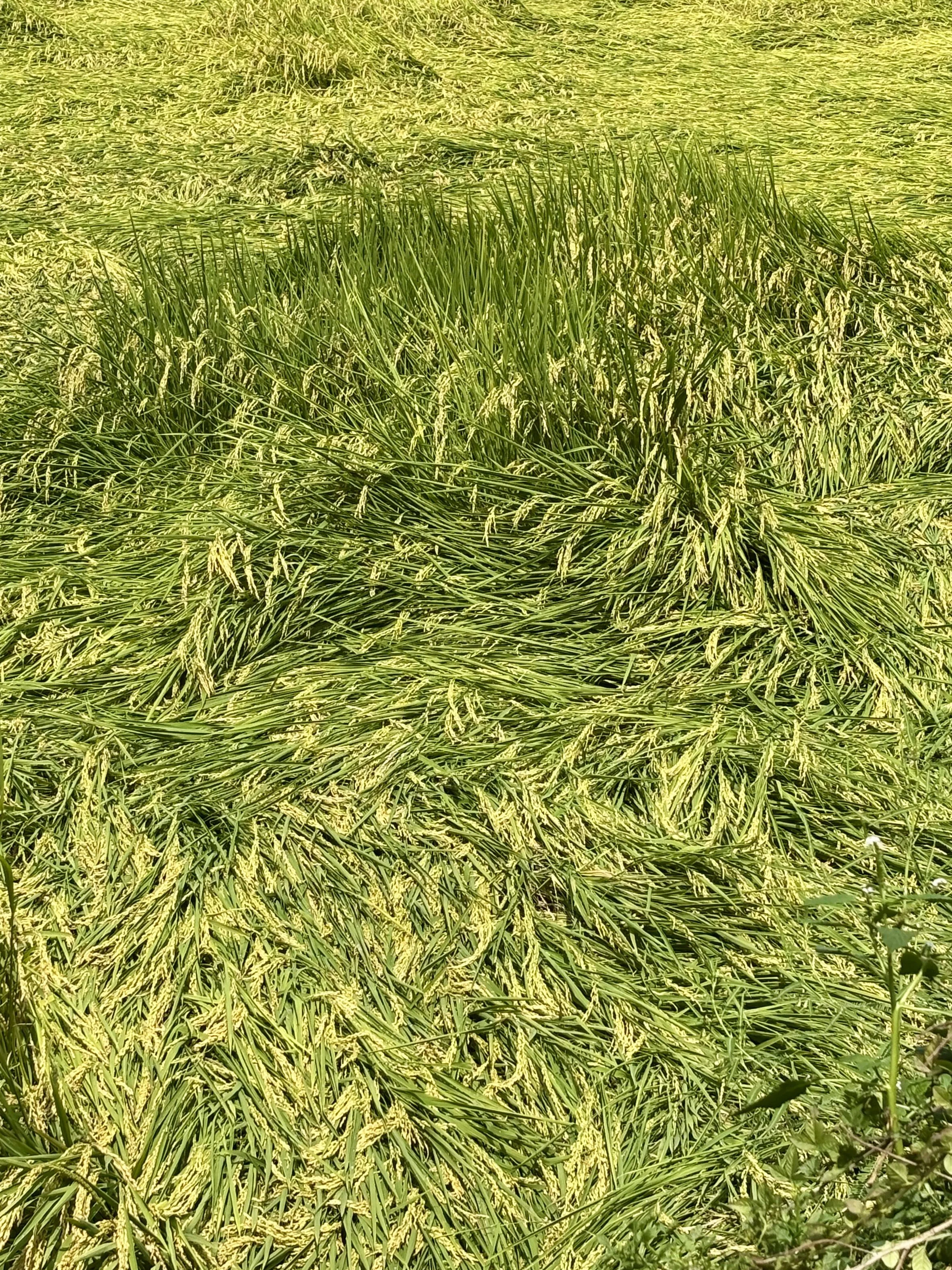 IMG_1371.jpeg