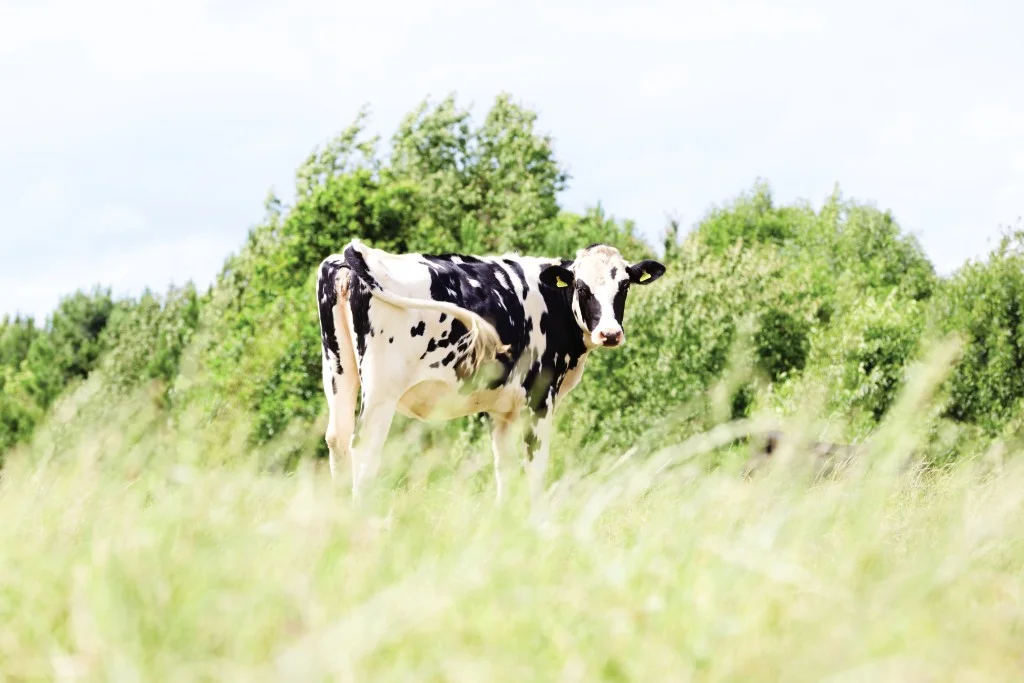 Joseph Heler Cow - Helton Herd