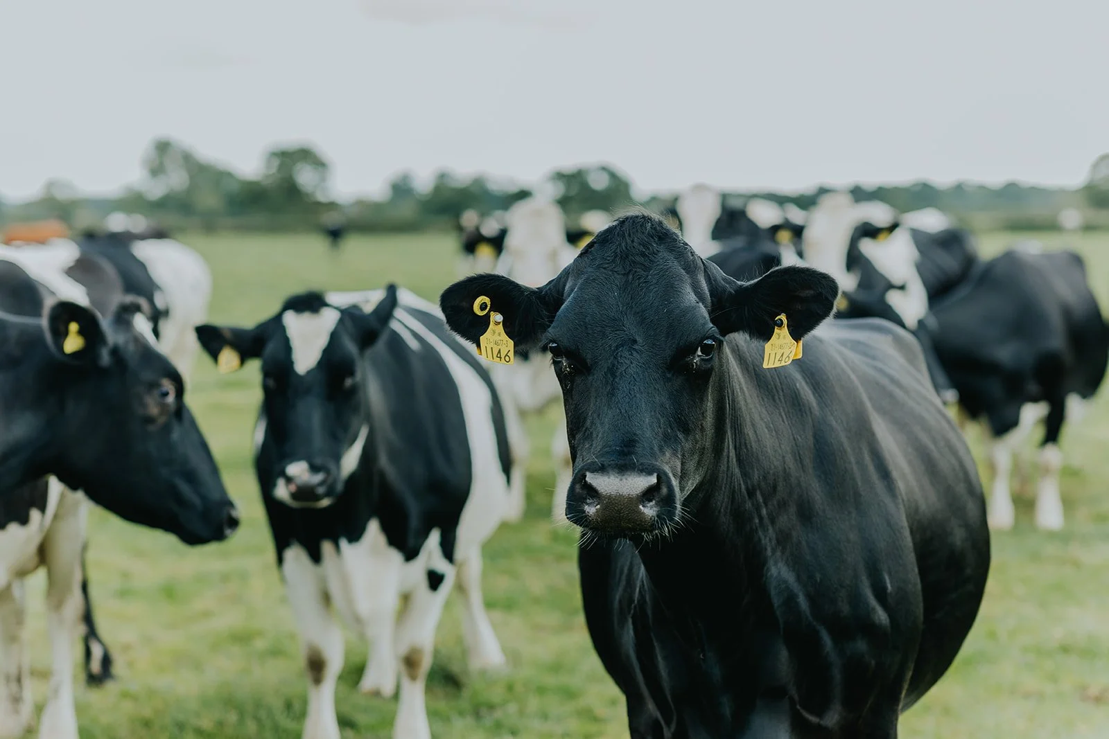 From farm to dairy, reducing our milk miles helps cut emissions and support local suppliers. Our commitment to sustainable sourcing is rooted in long-term partnerships and responsible farming 🐄🥛🧀