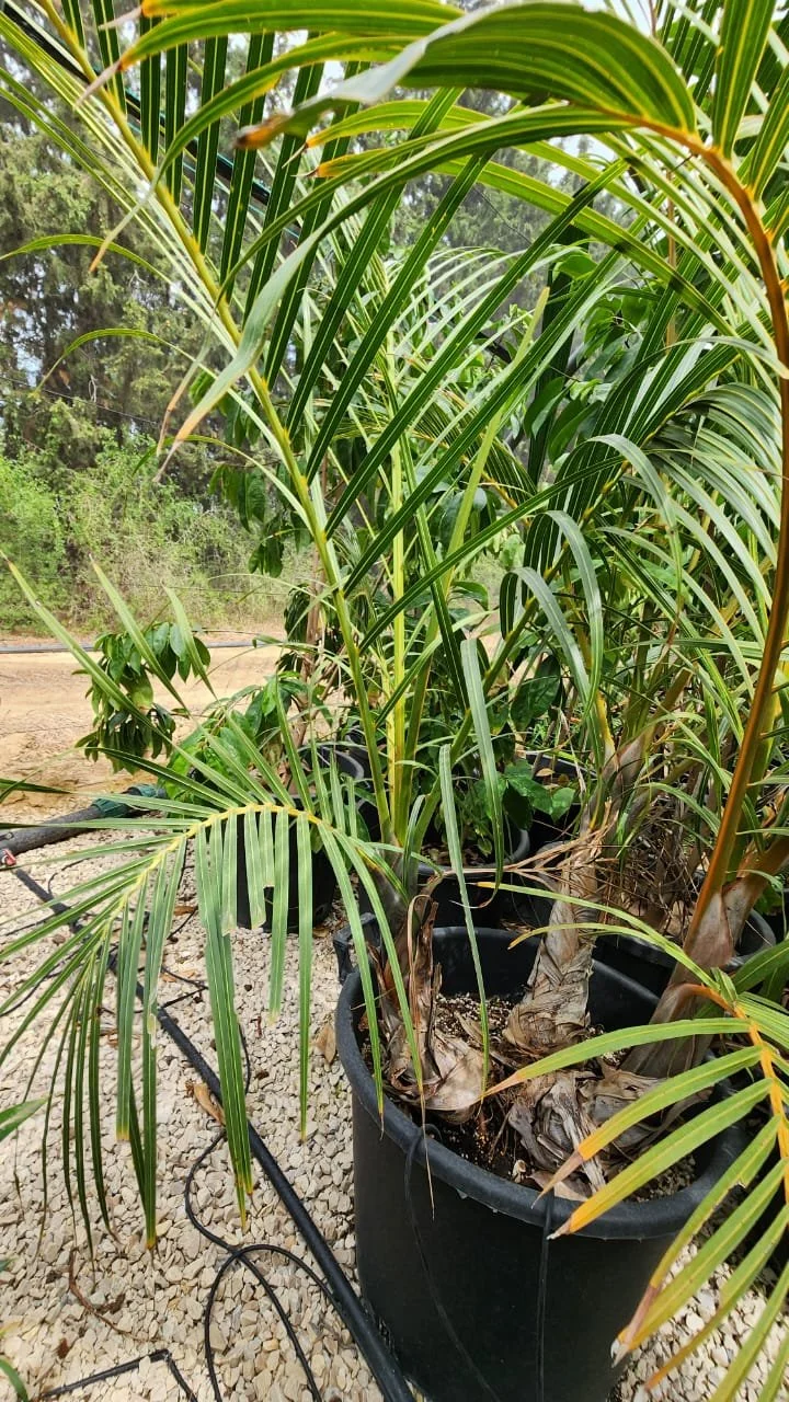 Plantes tropicales en pots noirs, avec longues feuilles vertes, dans un environnement extérieur. Le sol est recouvert de gravier et un système d'irrigation est visible.