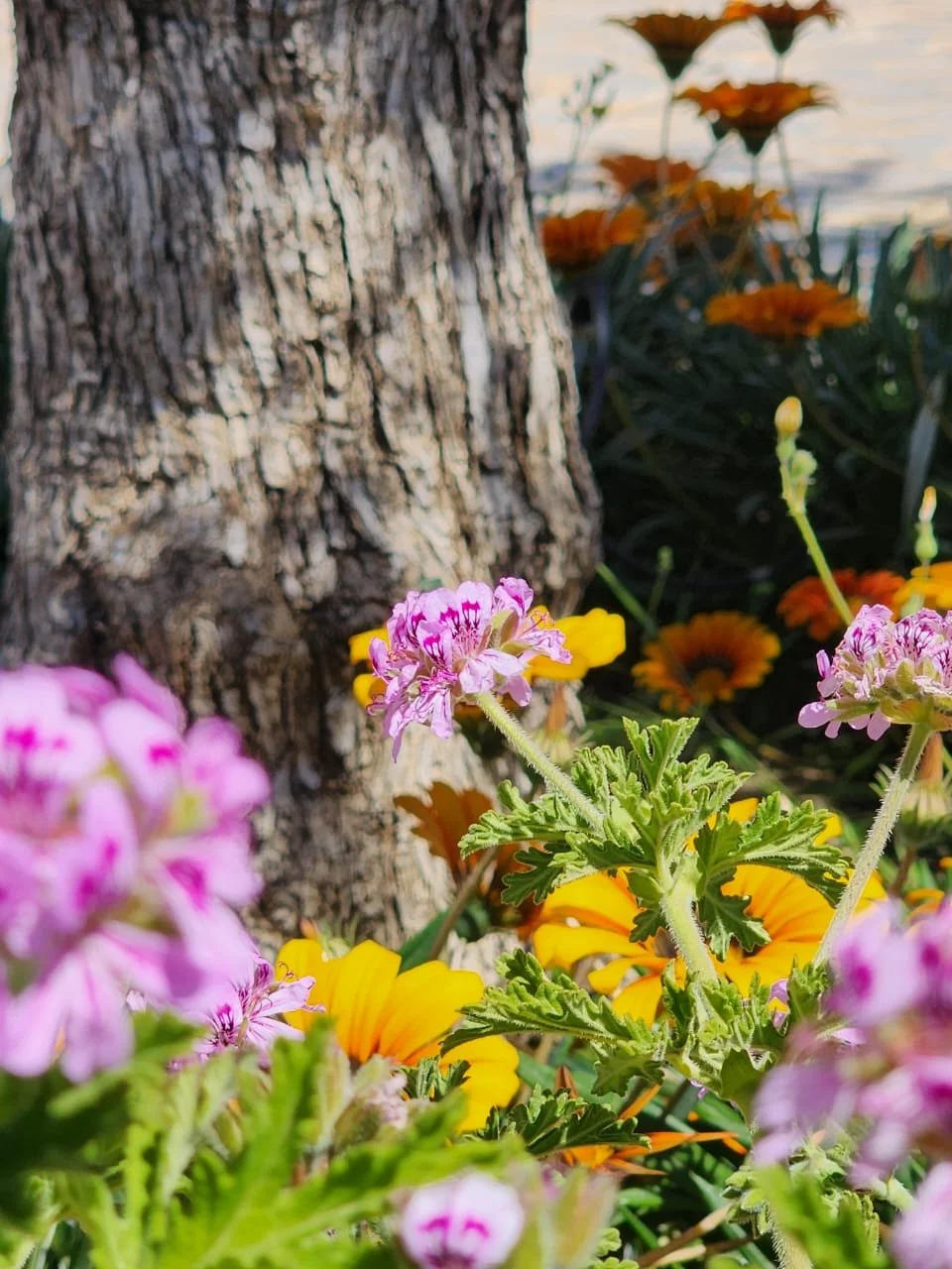 Fleurs de différentes couleurs autour d'un tronc d'arbre avec un fond de la nature.